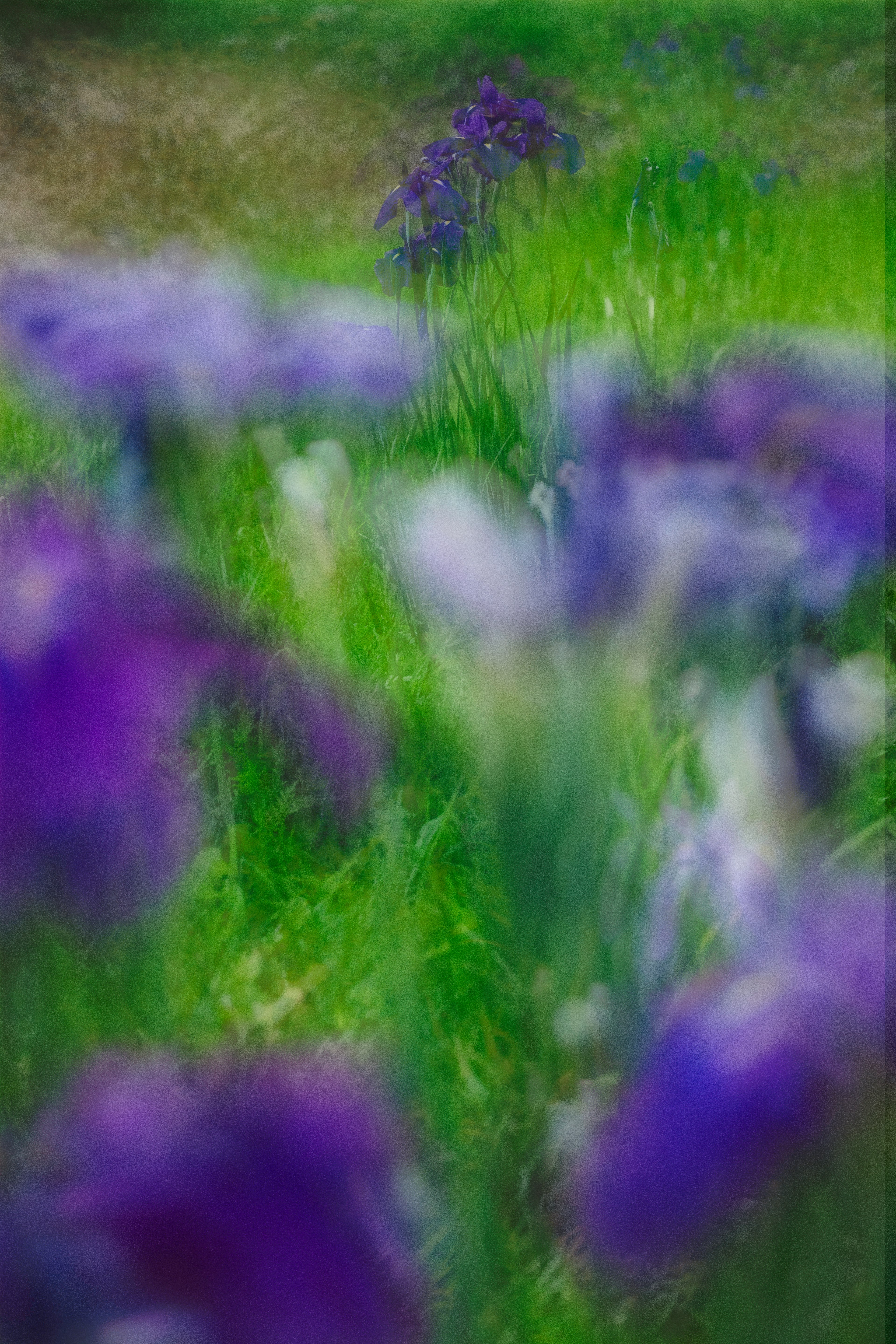 Paysage flou avec des fleurs violettes et de l'herbe verte