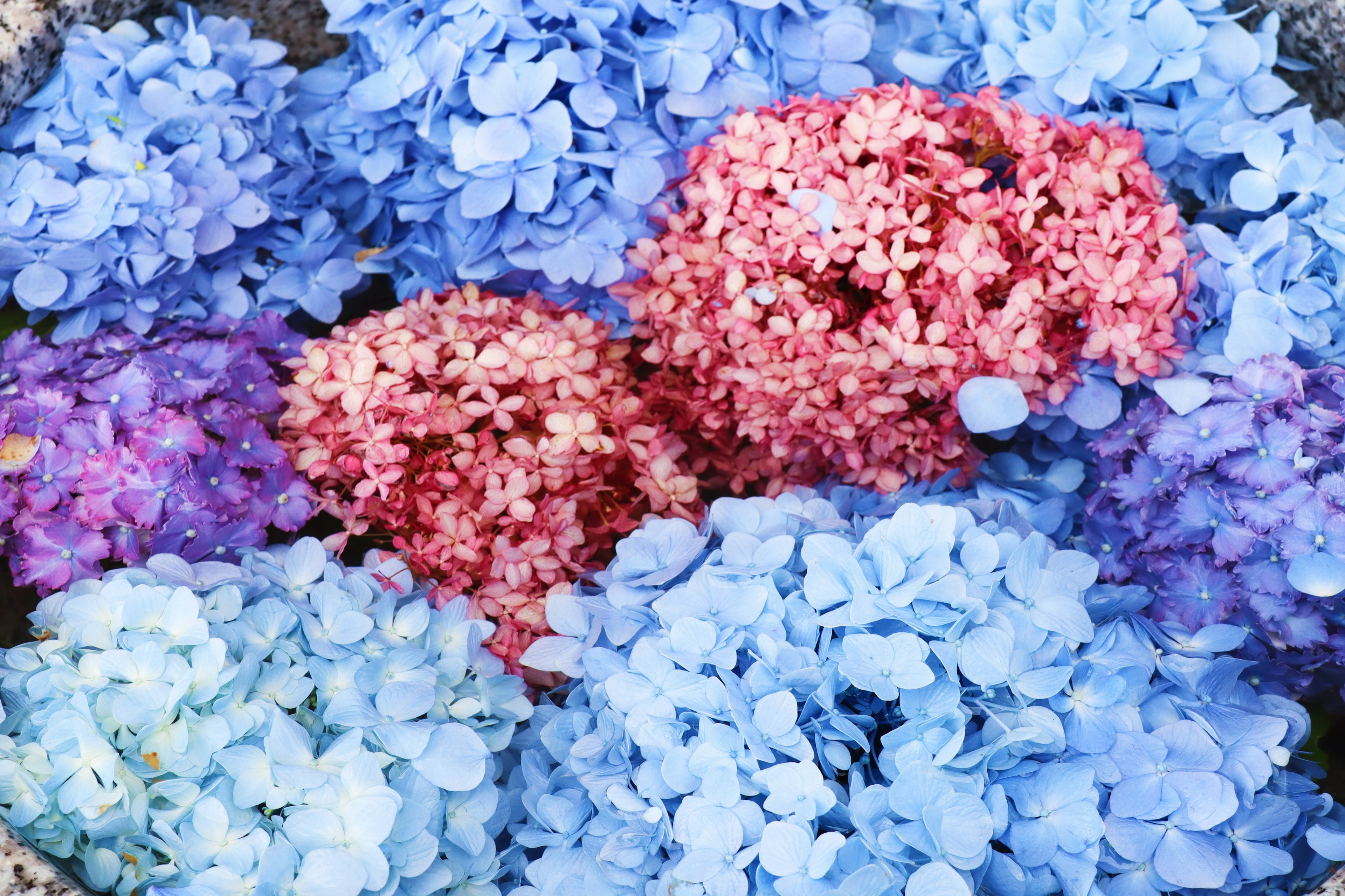 Una colección de flores de hortensia coloridas en varias tonalidades