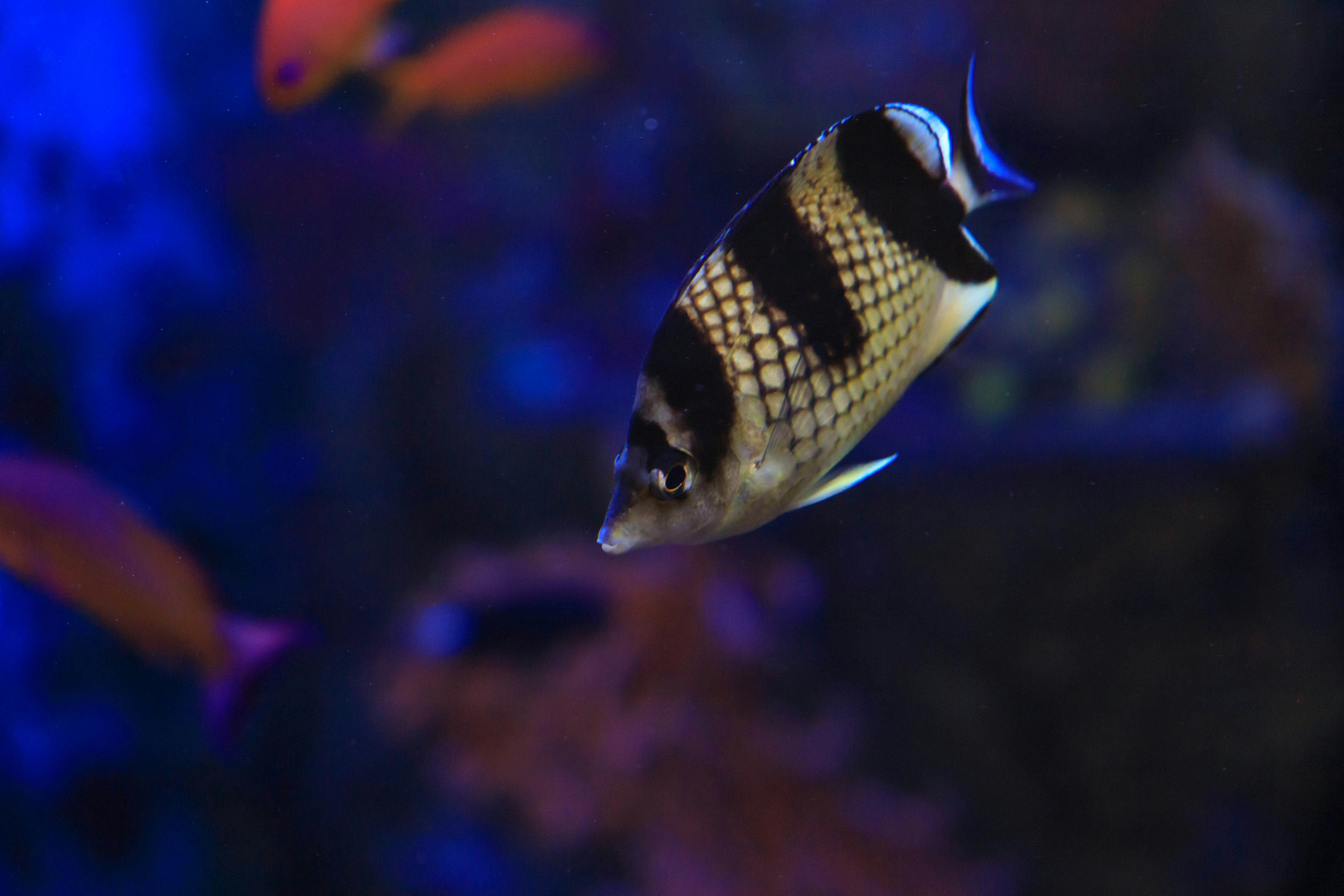 Striped fish swimming in a blue-lit aquarium