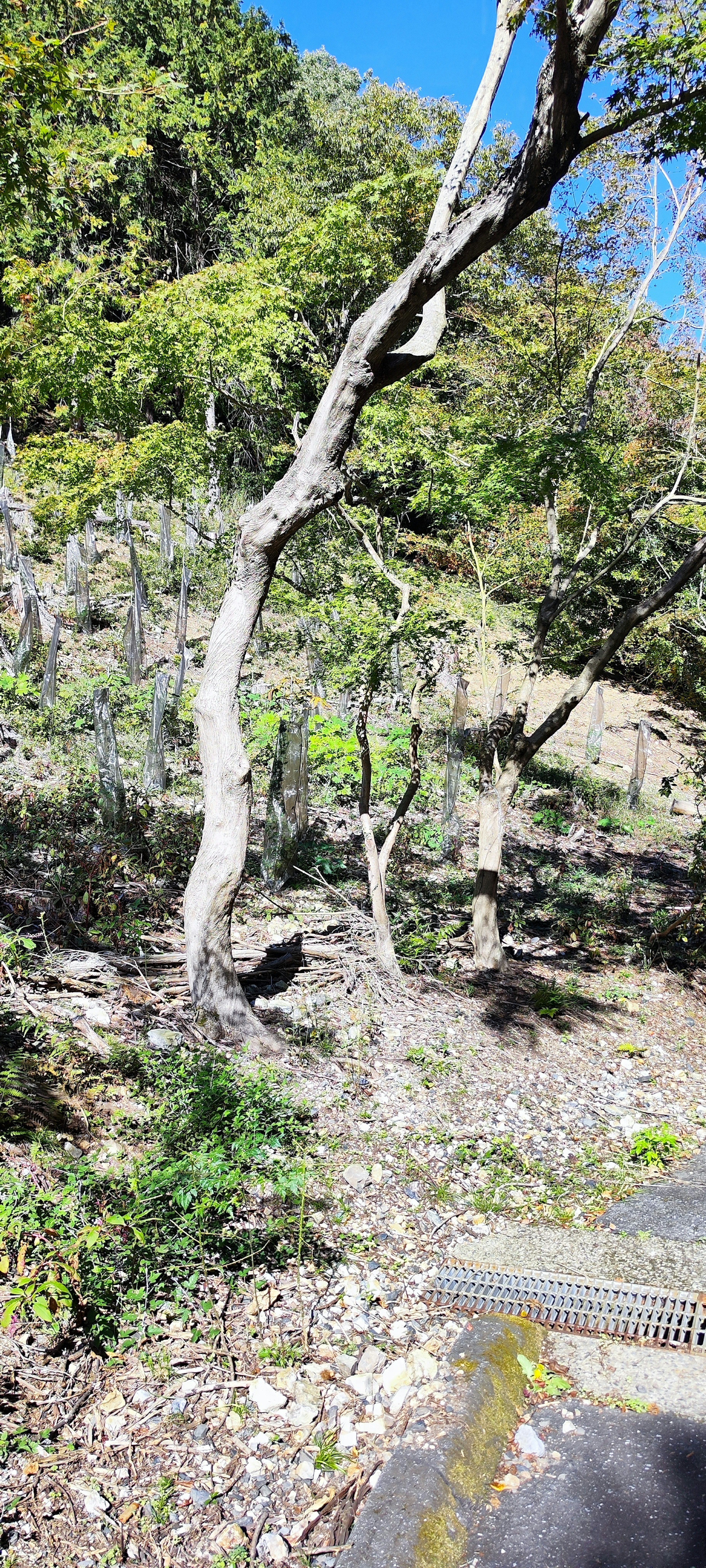 A curved tree with lush green leaves in a forest setting