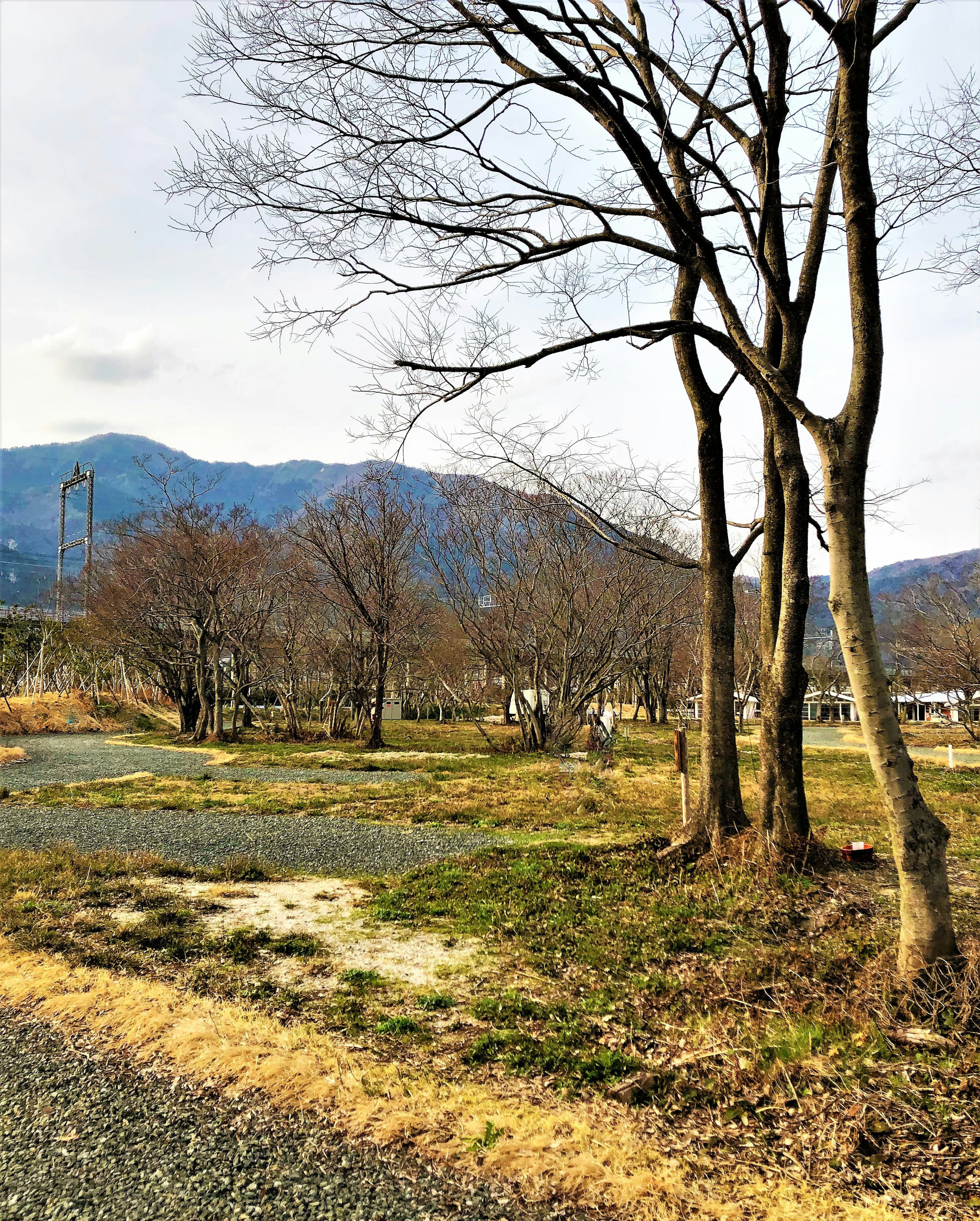 Paisaje invernal con árboles desnudos y montañas