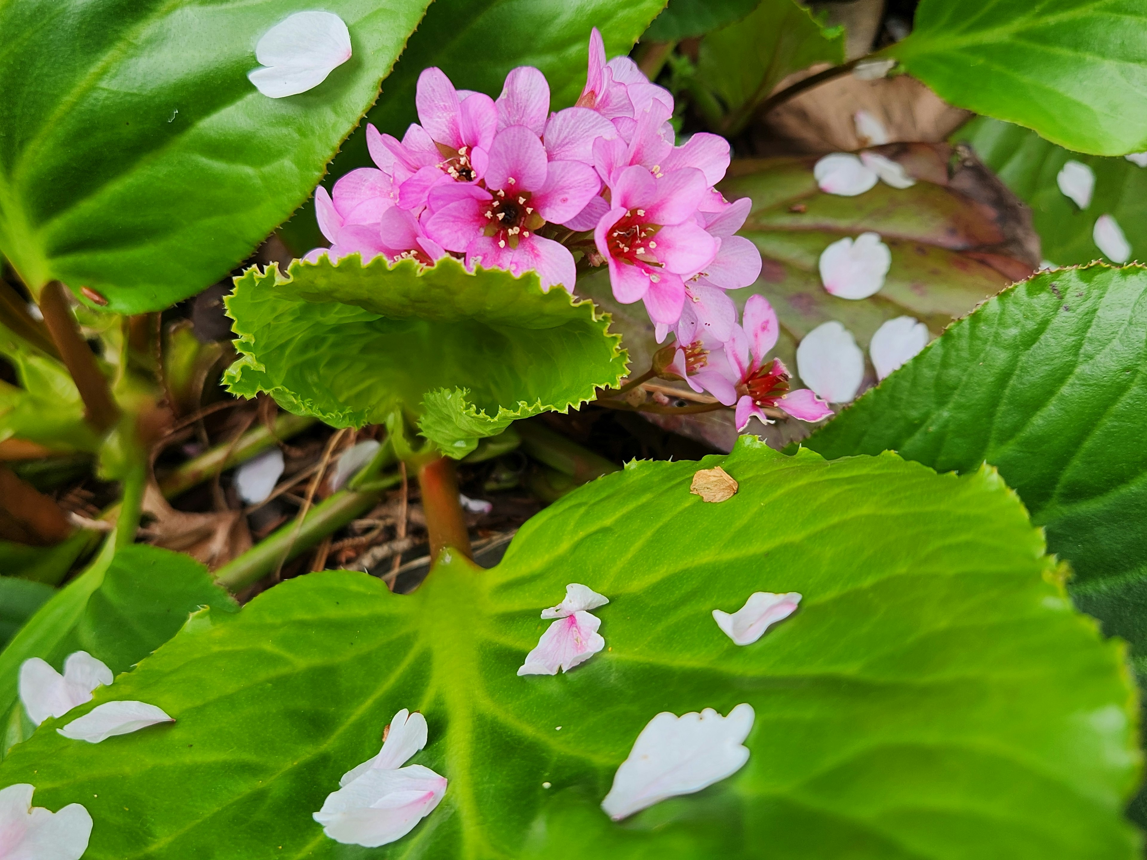 Flores rosas floreciendo entre hojas verdes con pétalos caídos