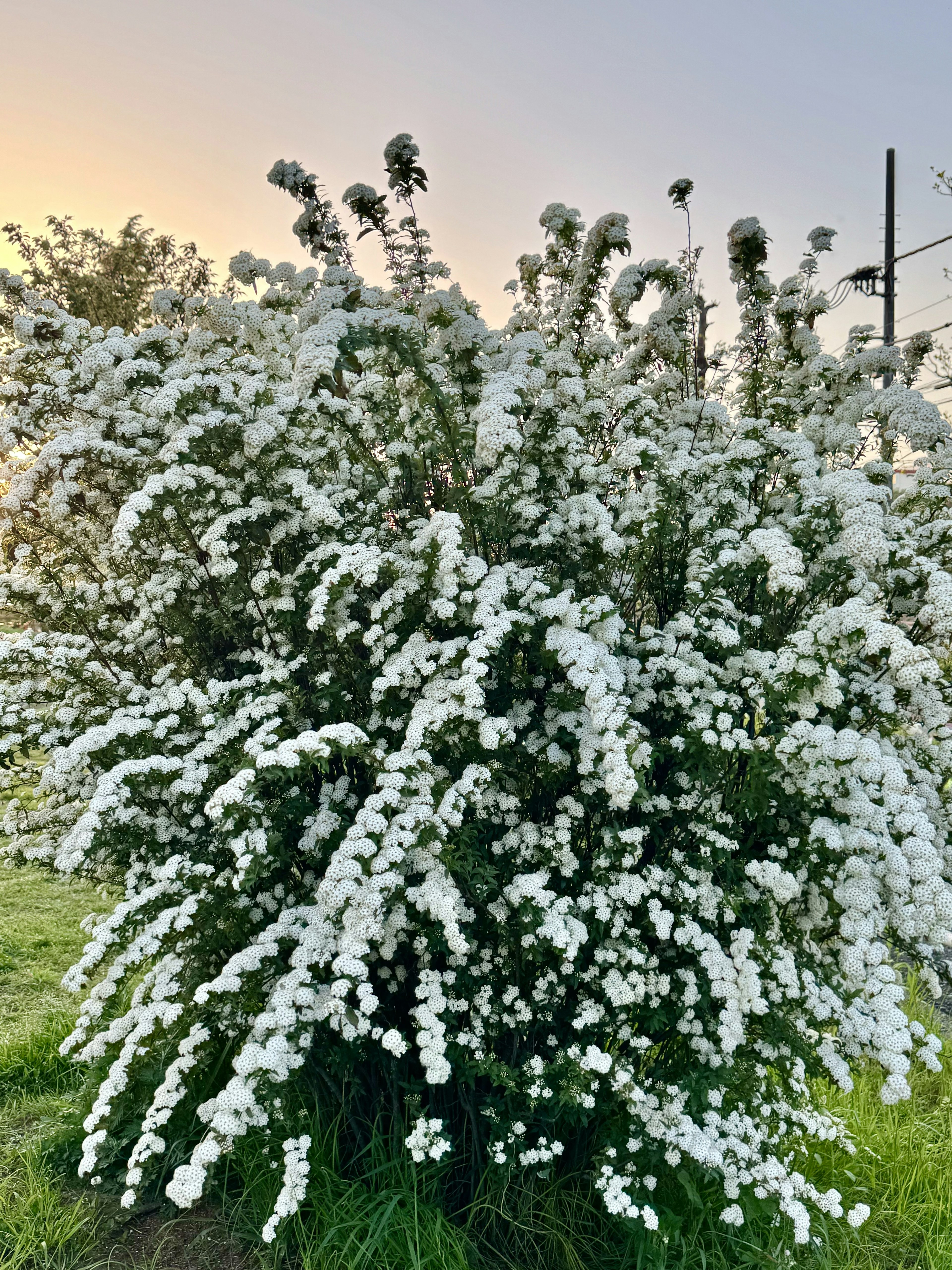 Arbusto denso cubierto de abundantes flores blancas con un fondo suave