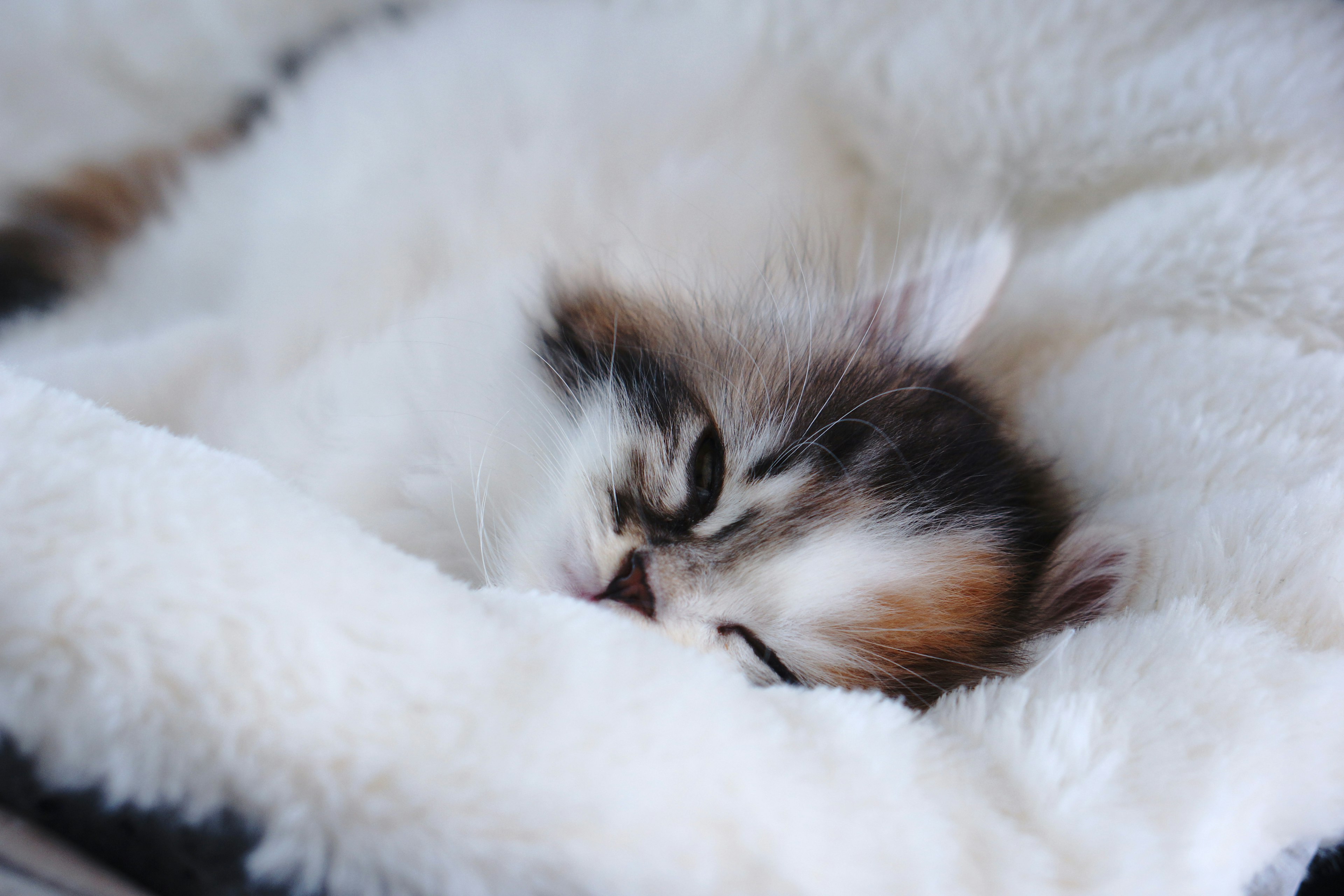 Bunter Kater schläft auf einer weißen Decke