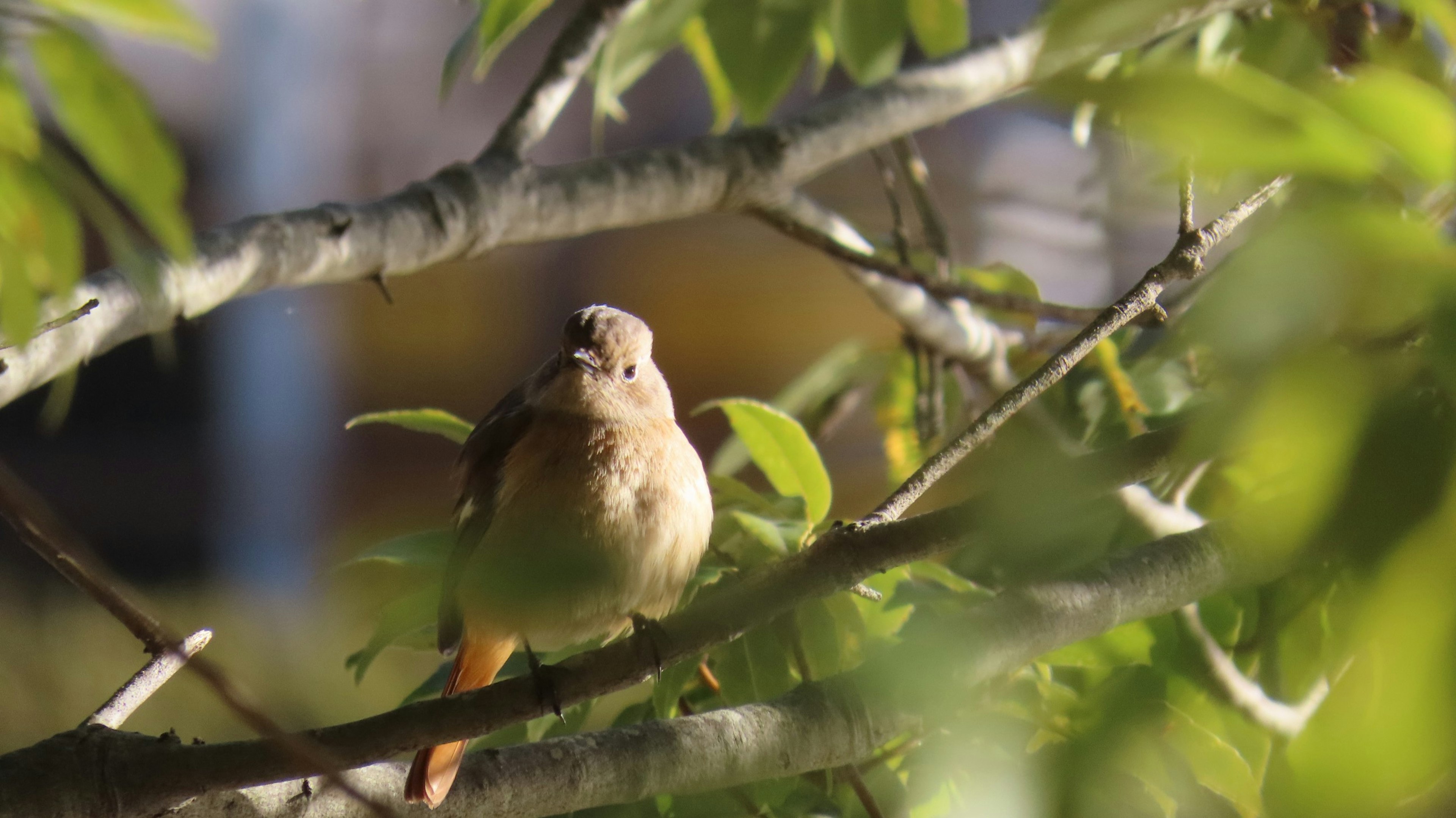 Nahaufnahme eines kleinen Vogels, der auf einem Ast sitzt, umgeben von grünen Blättern