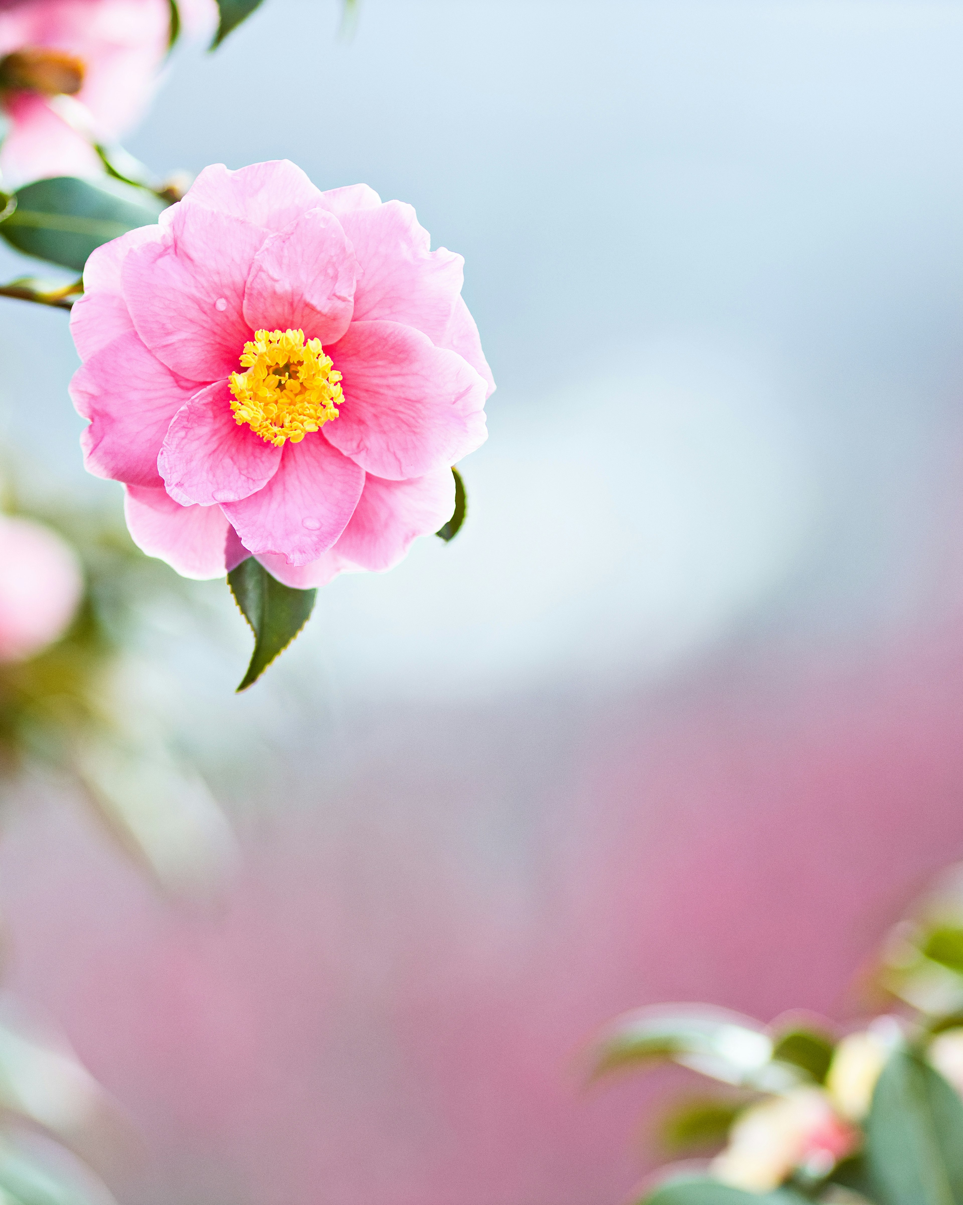 Bunga camelia pink cerah dengan benang sari kuning di latar belakang lembut