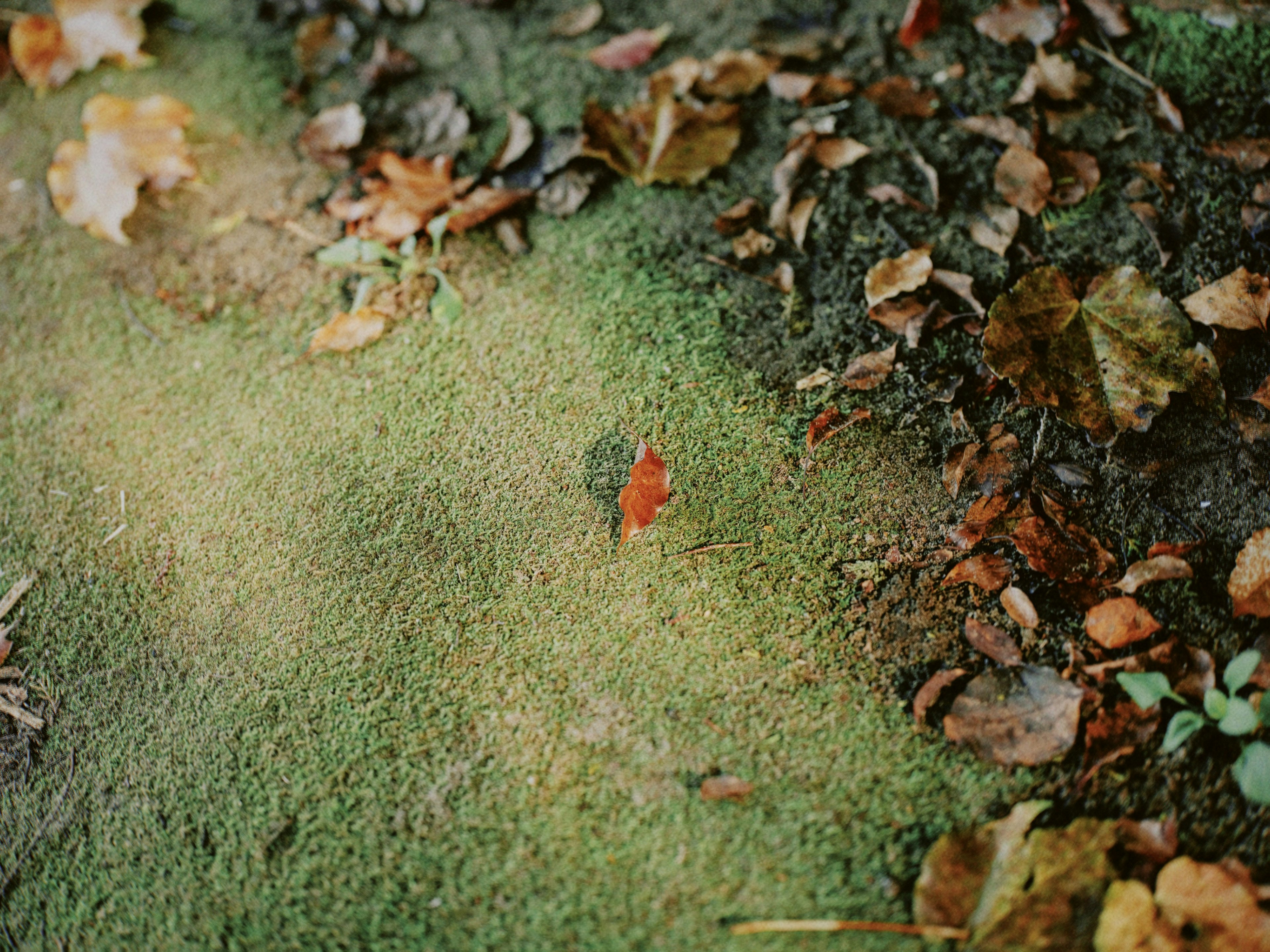 自然景觀，綠色苔蘚上有一片紅葉和落葉