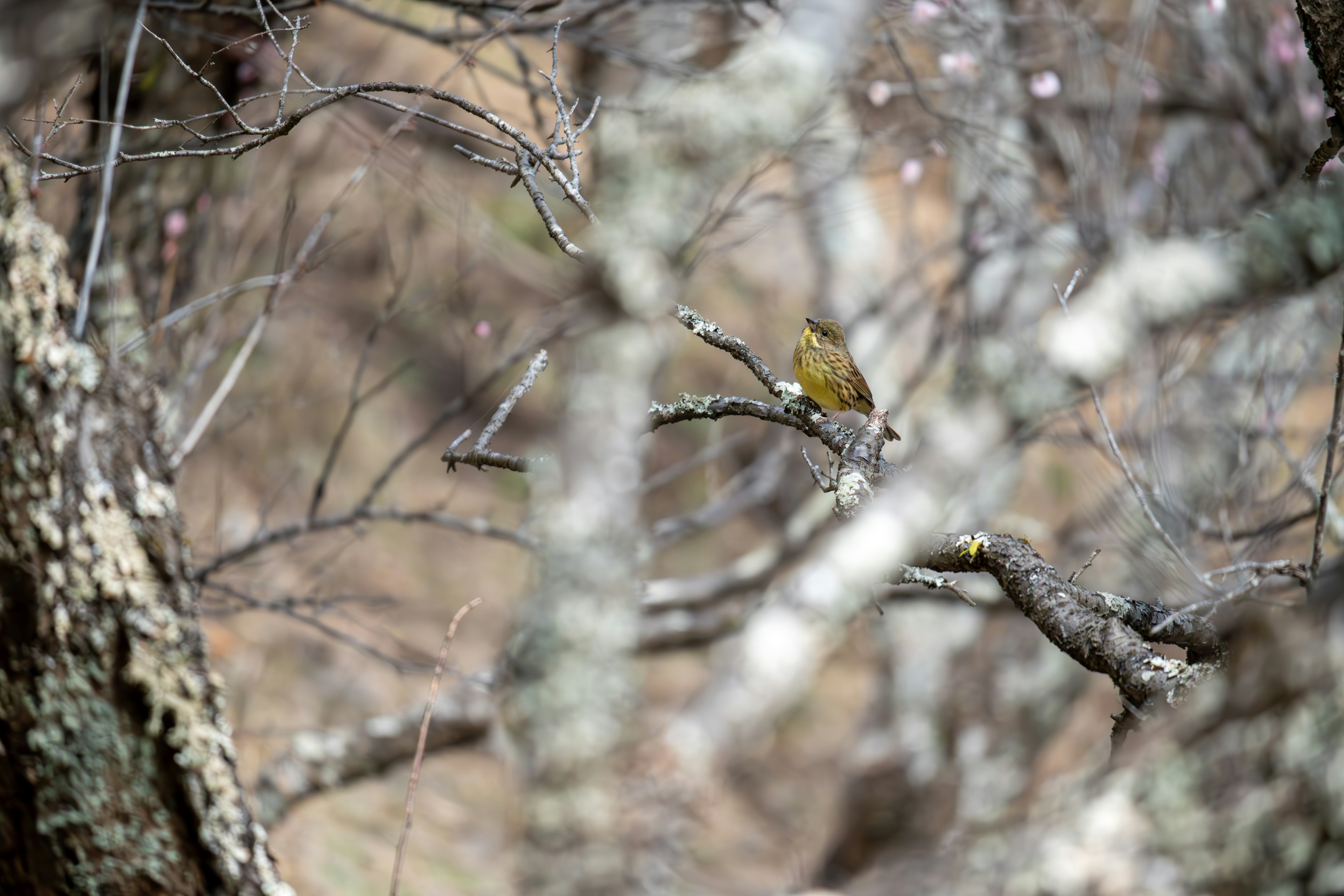 Ein kleiner Vogel, der auf einem Ast sitzt, umgeben von Baumstämmen