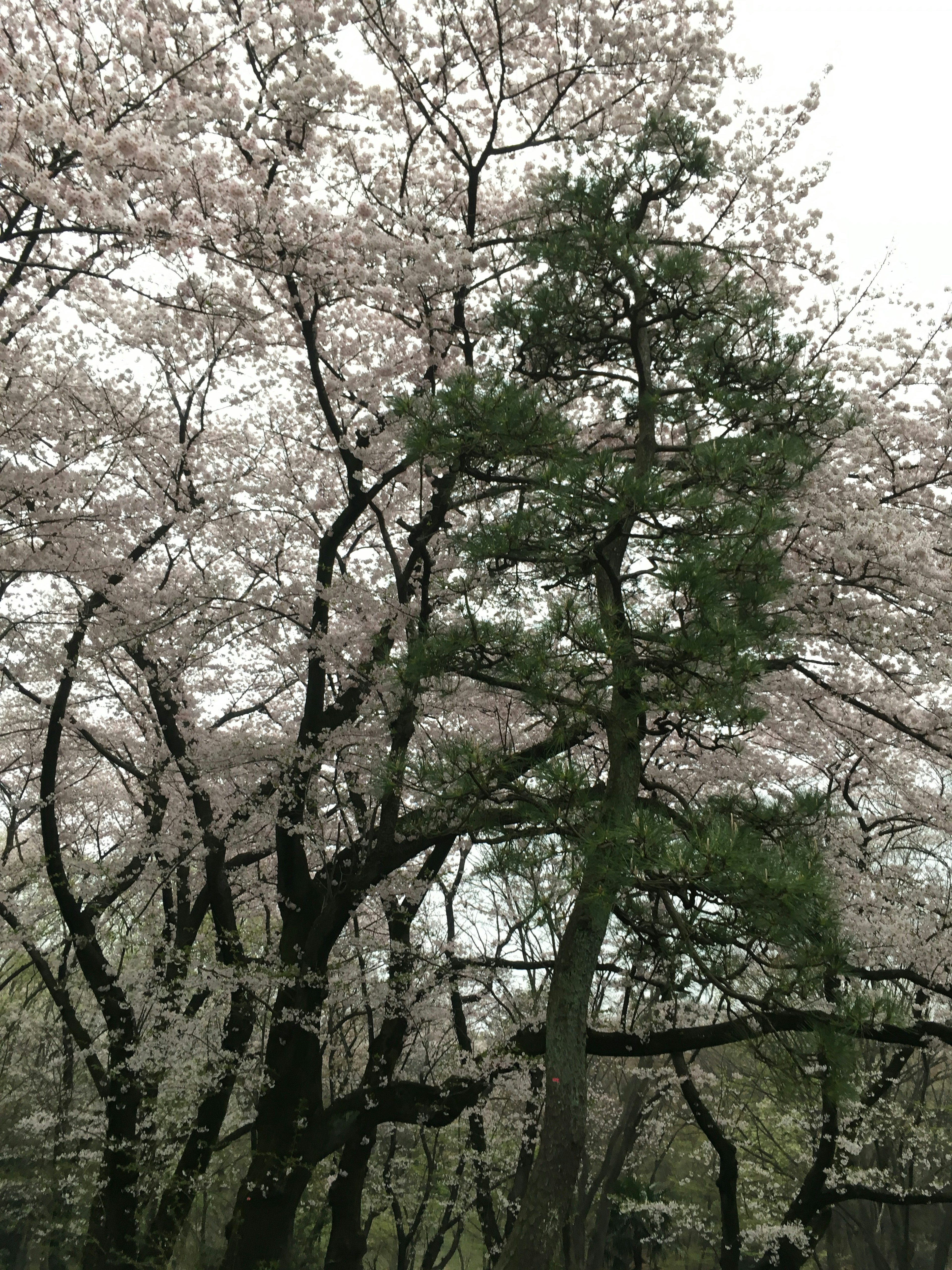 櫻花樹與綠色樹木交織的場景