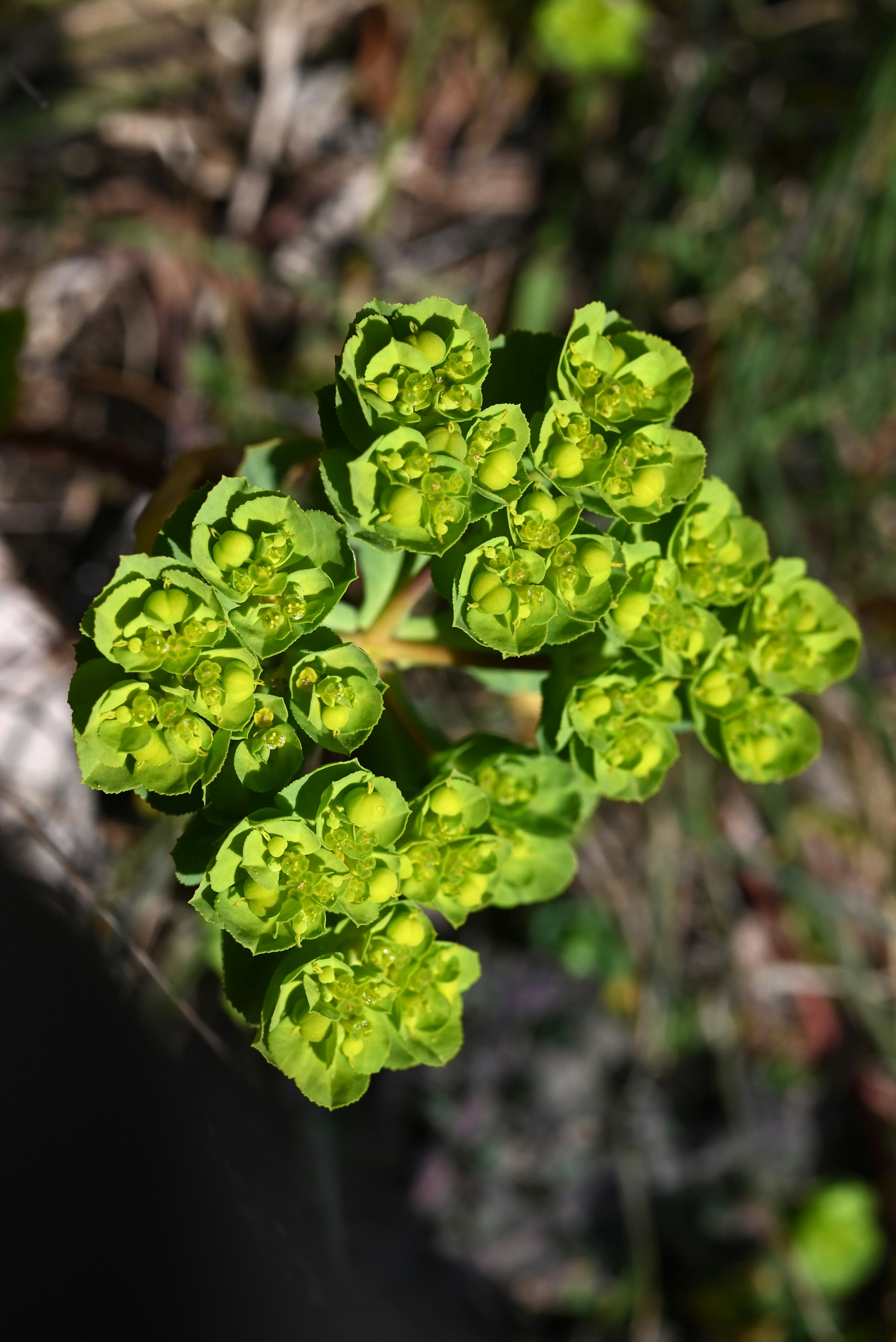 Close-up view of a cluster of vibrant green flowers