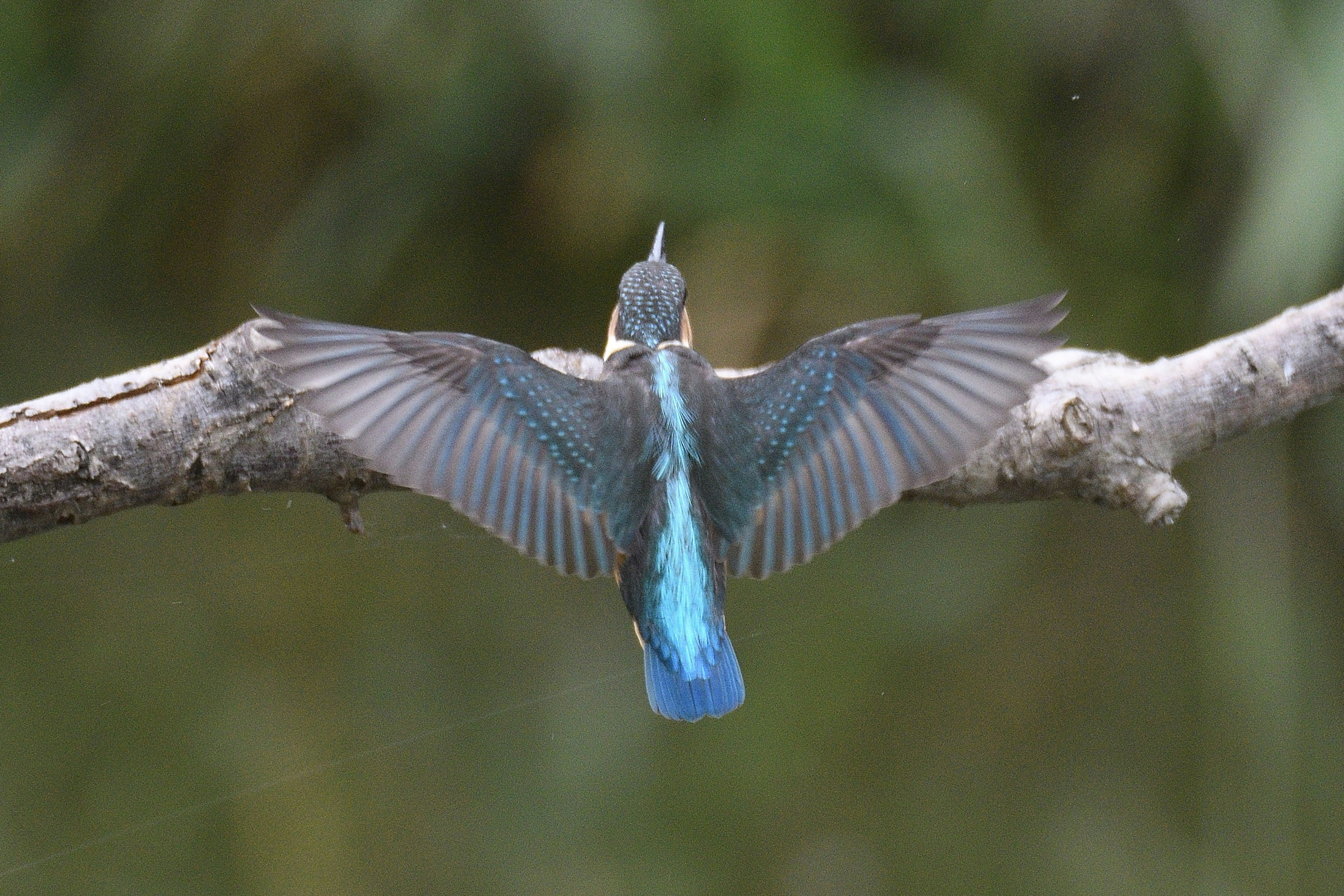 Un martin-pêcheur déployant ses ailes bleues perché sur une branche