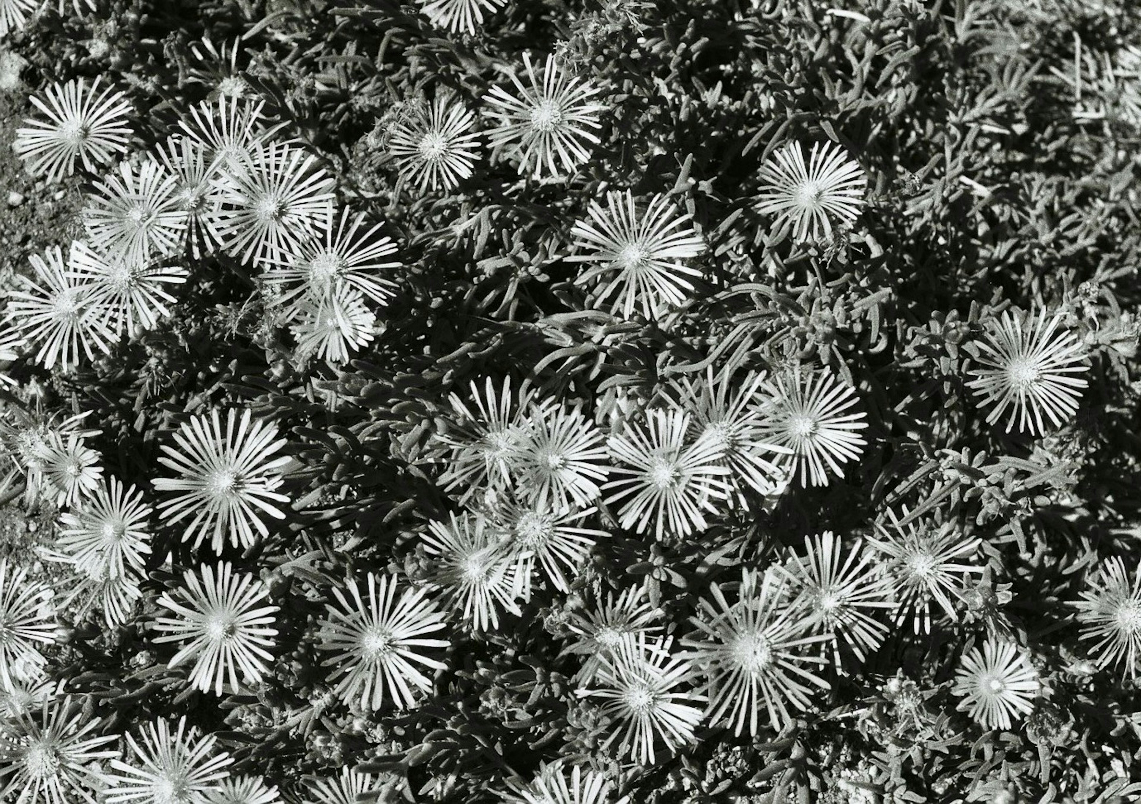 Flores en blanco y negro esparcidas sobre un fondo verde