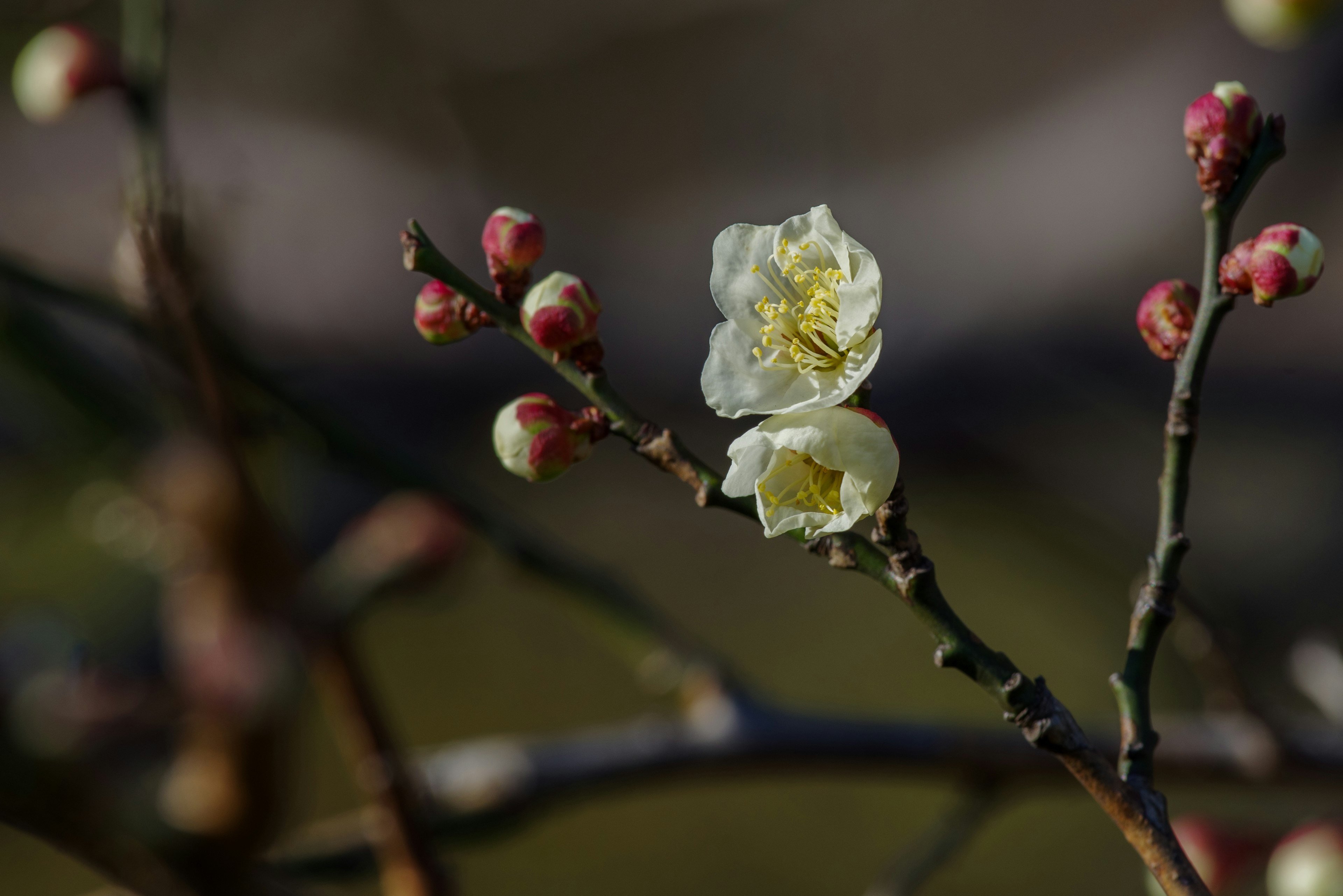 Branch of plum tree with white flower and pink buds