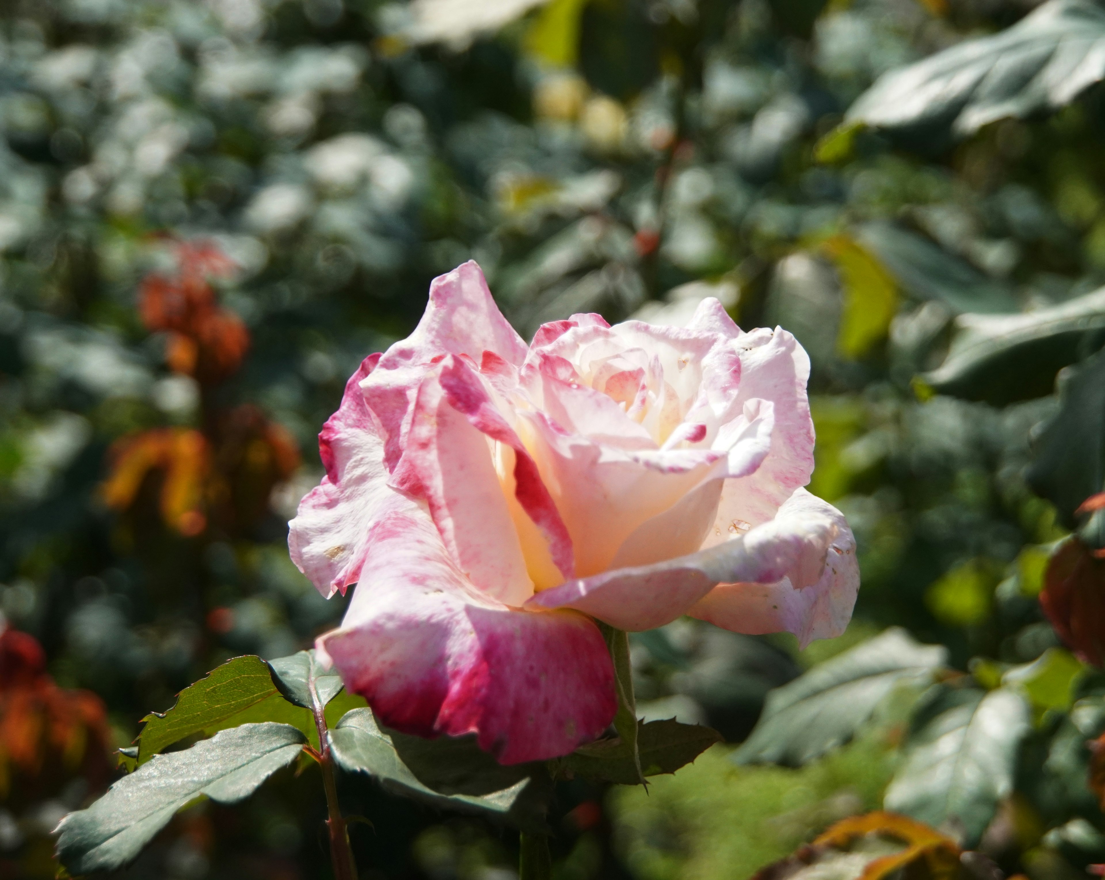 Una rosa de degradado rosa y blanco rodeada de hojas verdes