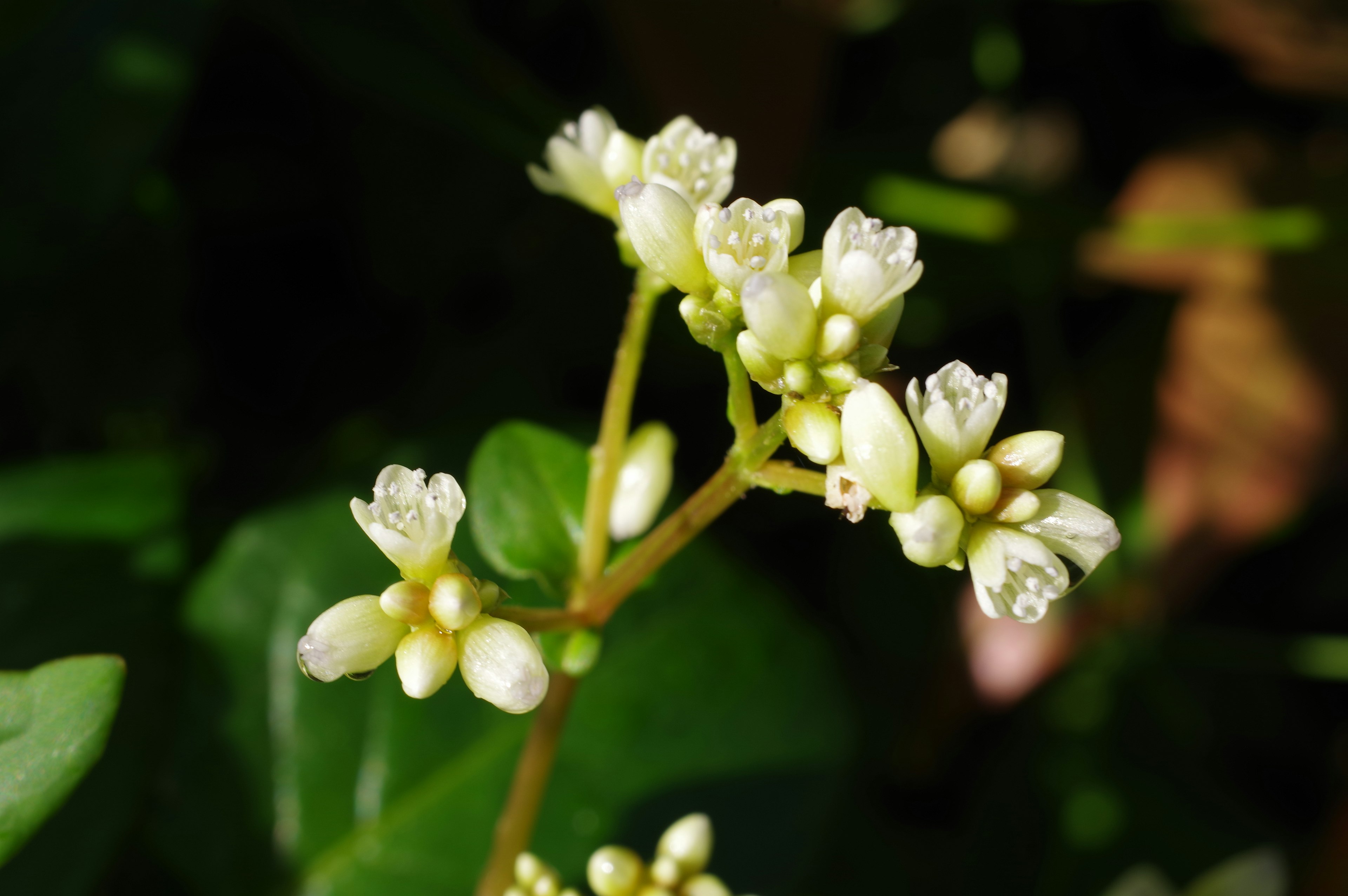 Nahaufnahme einer Pflanze mit kleinen weißen Blüten und grünen Blättern