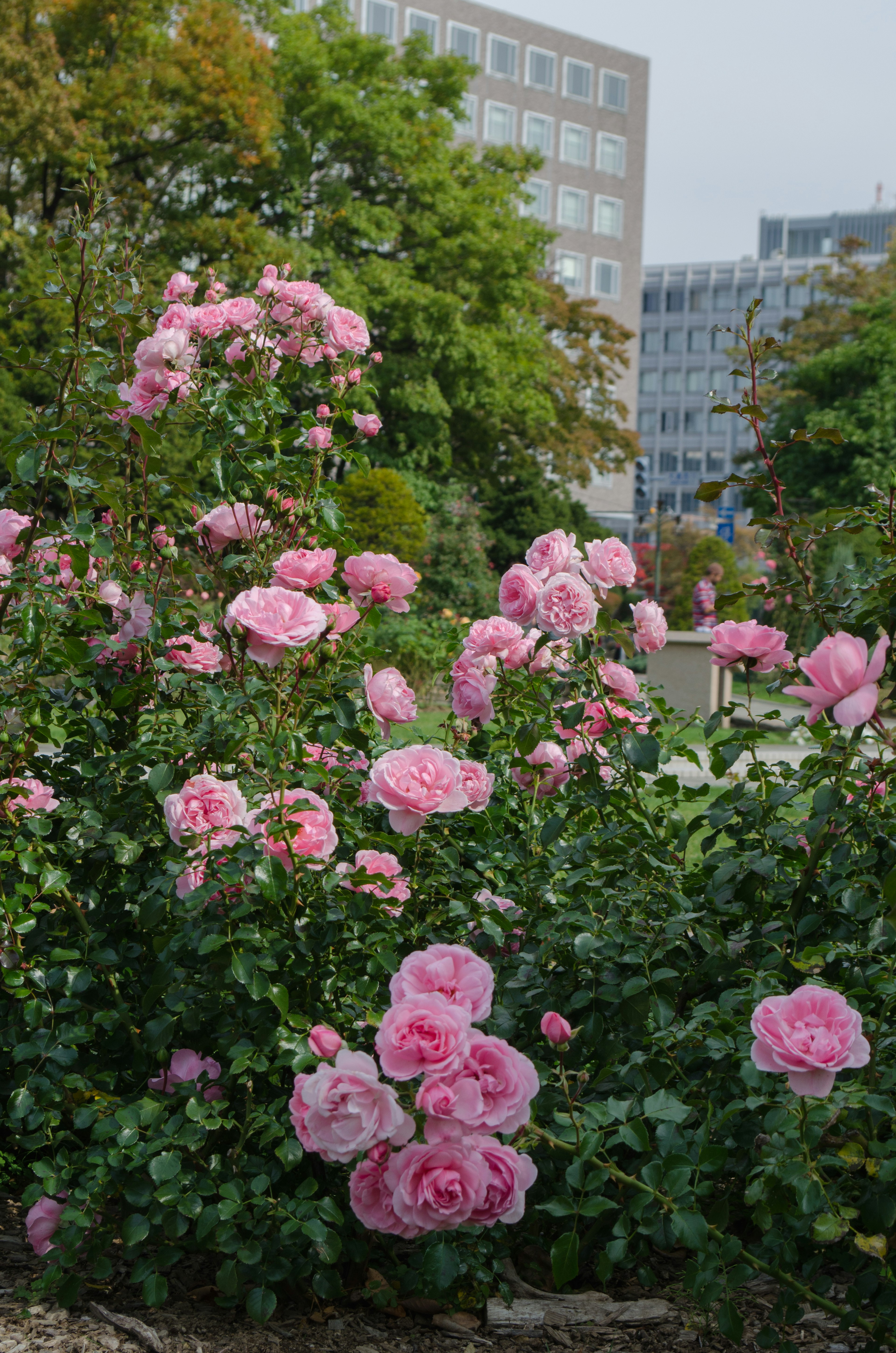 A bush of pink roses blooming in a park setting