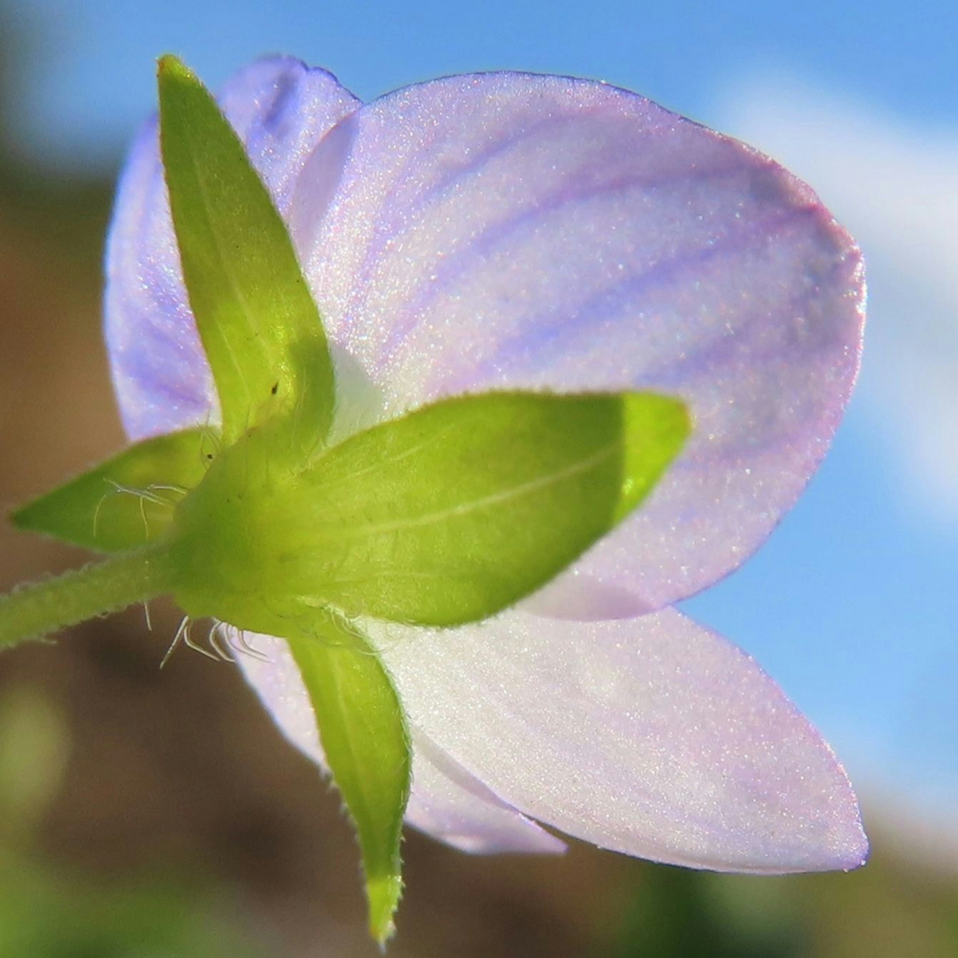 Gros plan sur un pétale de fleur violet et des feuilles vertes