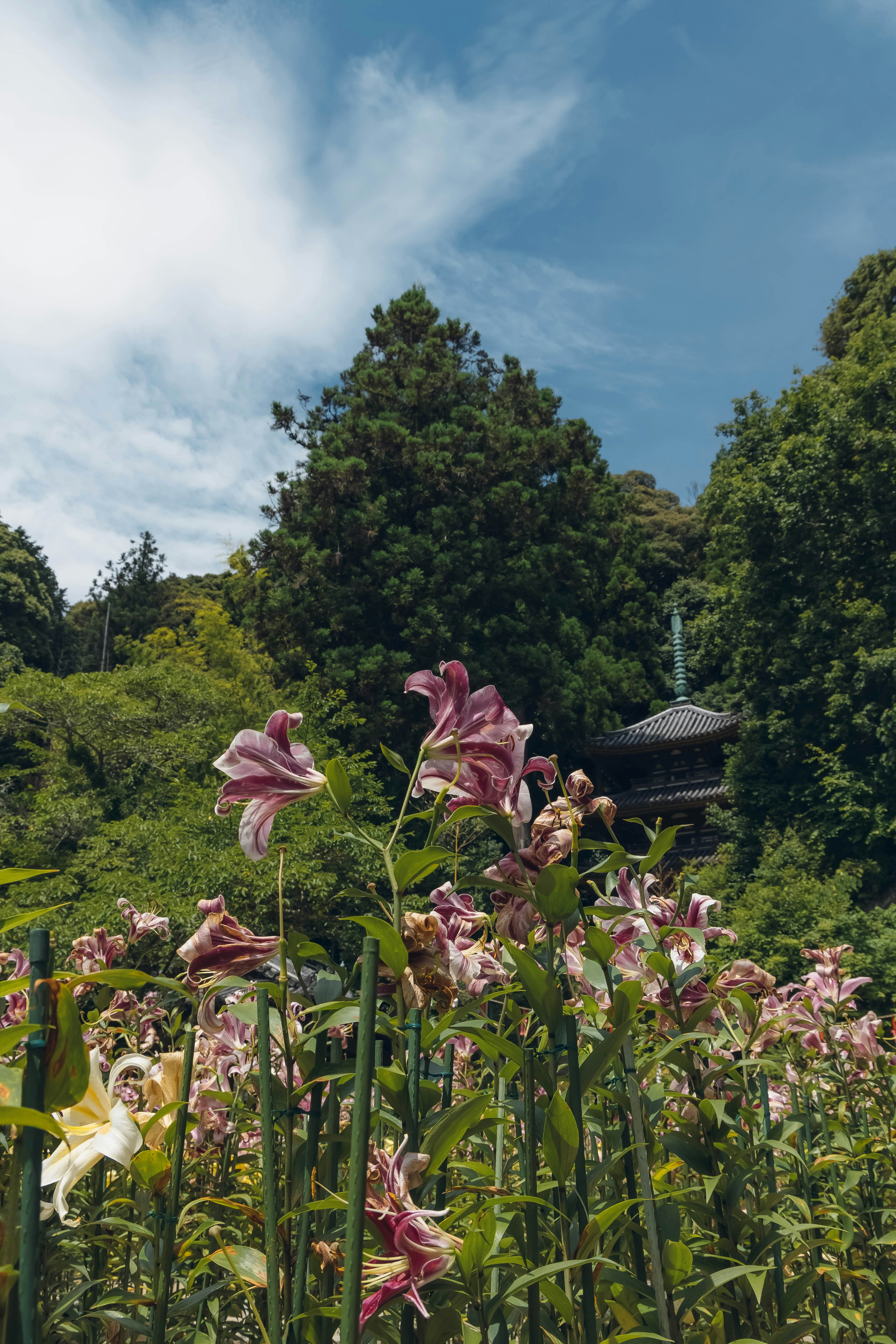 Üppige Landschaft mit blühenden Blumen und blauem Himmel