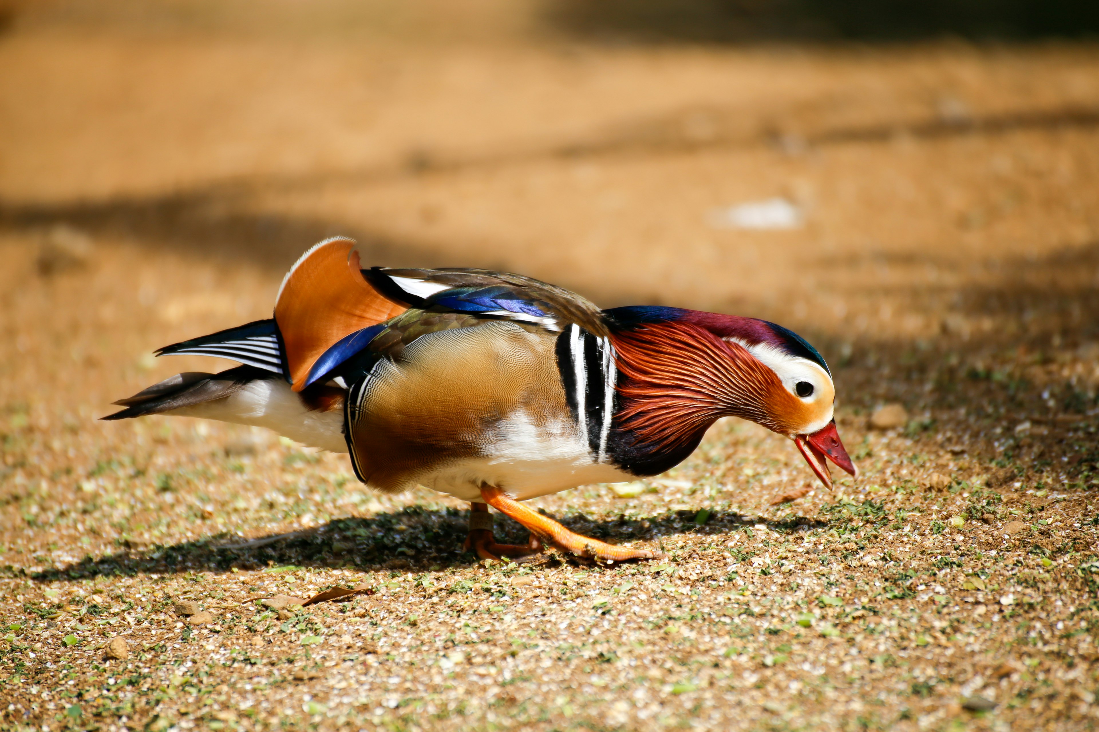 Seekor bebek mandarin berjalan di tanah menampilkan detail bulu yang cerah