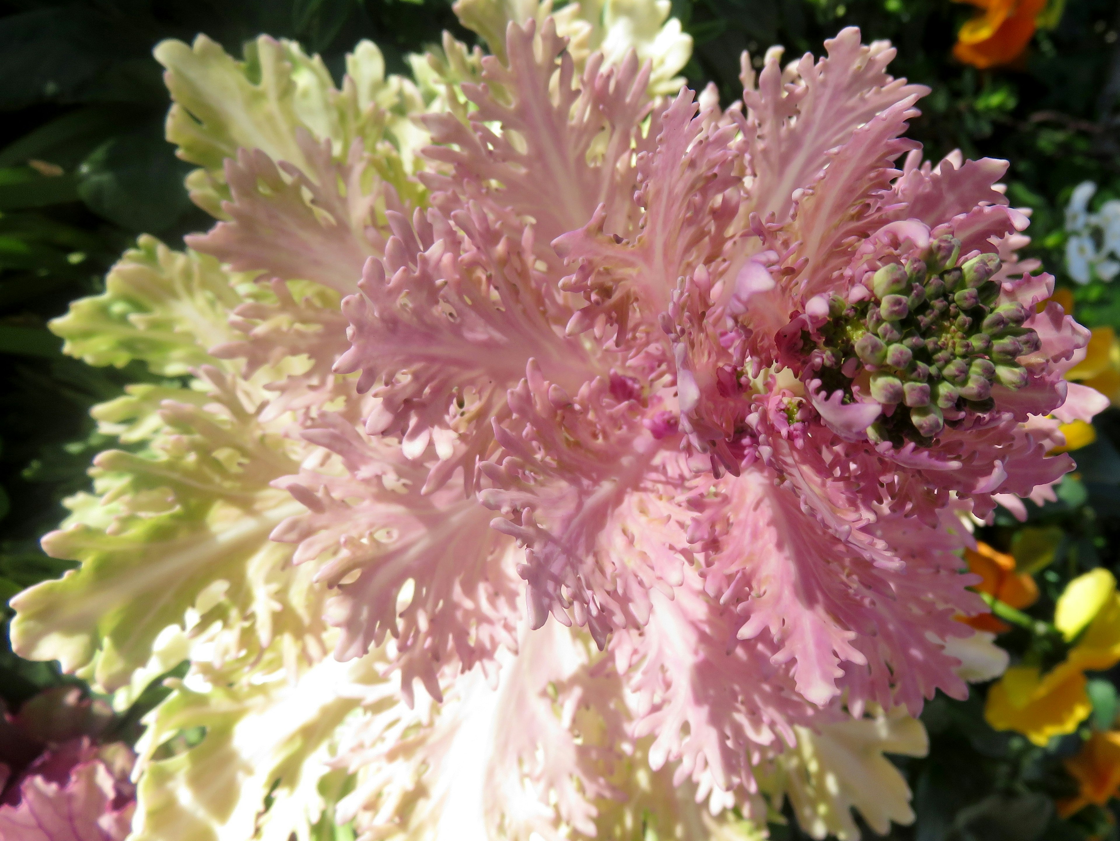 Eine schöne Blume mit lebhaften rosa und cremefarbenen Blättern, die sich überlappen