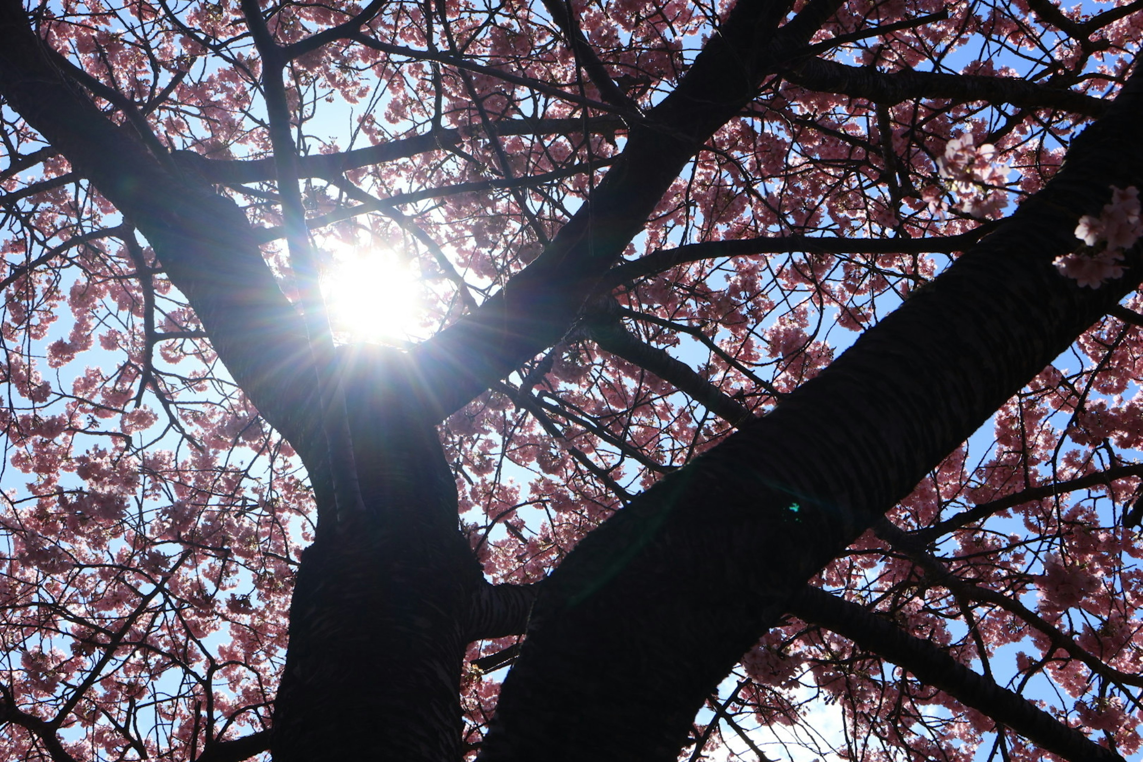 Siluet pohon sakura di bawah langit biru dengan sinar matahari yang bersinar