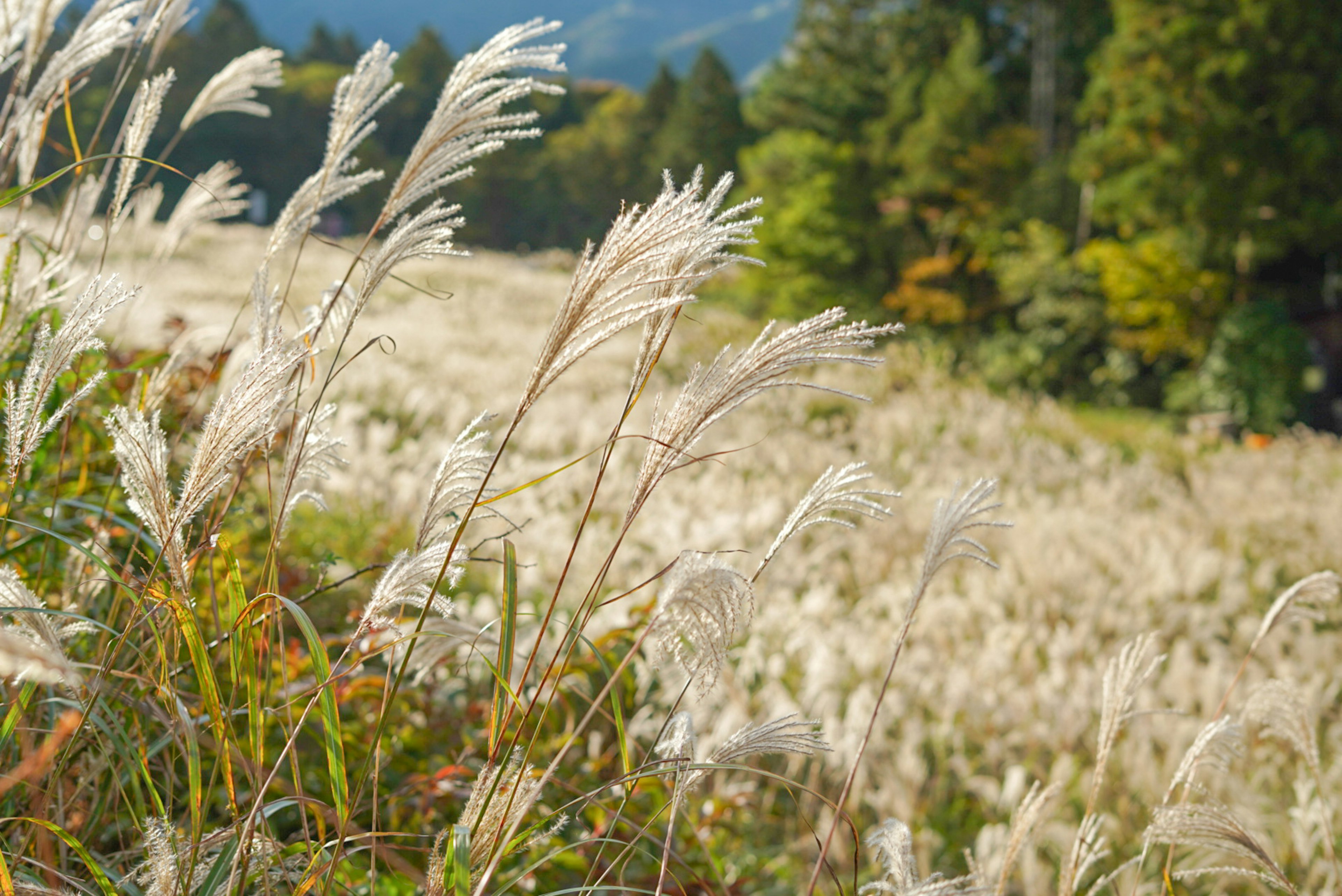 穂が風に揺れる草原の風景で、秋の色合いが見える