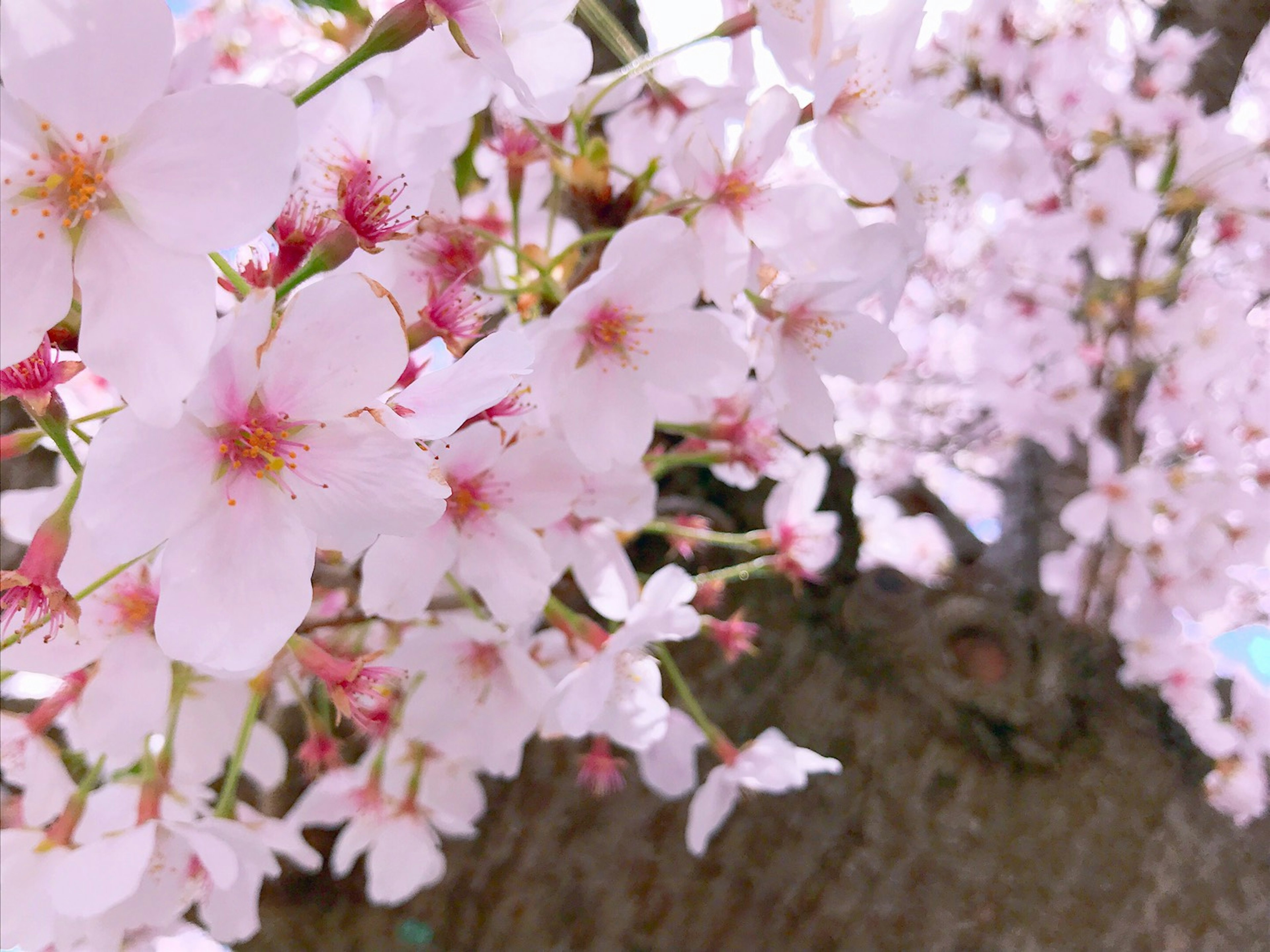 Nahaufnahme von Kirschblüten an einem Baum