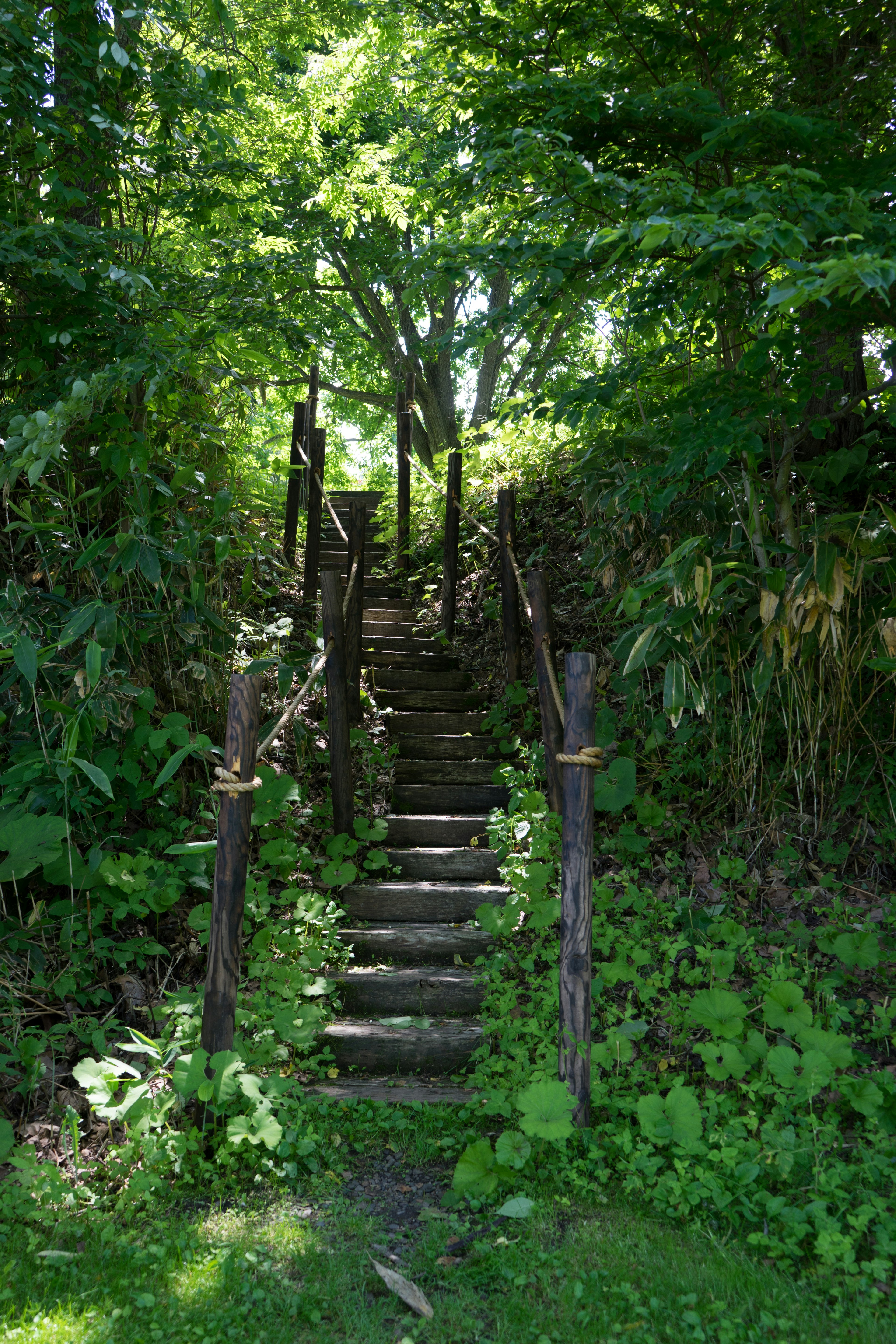 緑に囲まれた木製の階段が見える風景