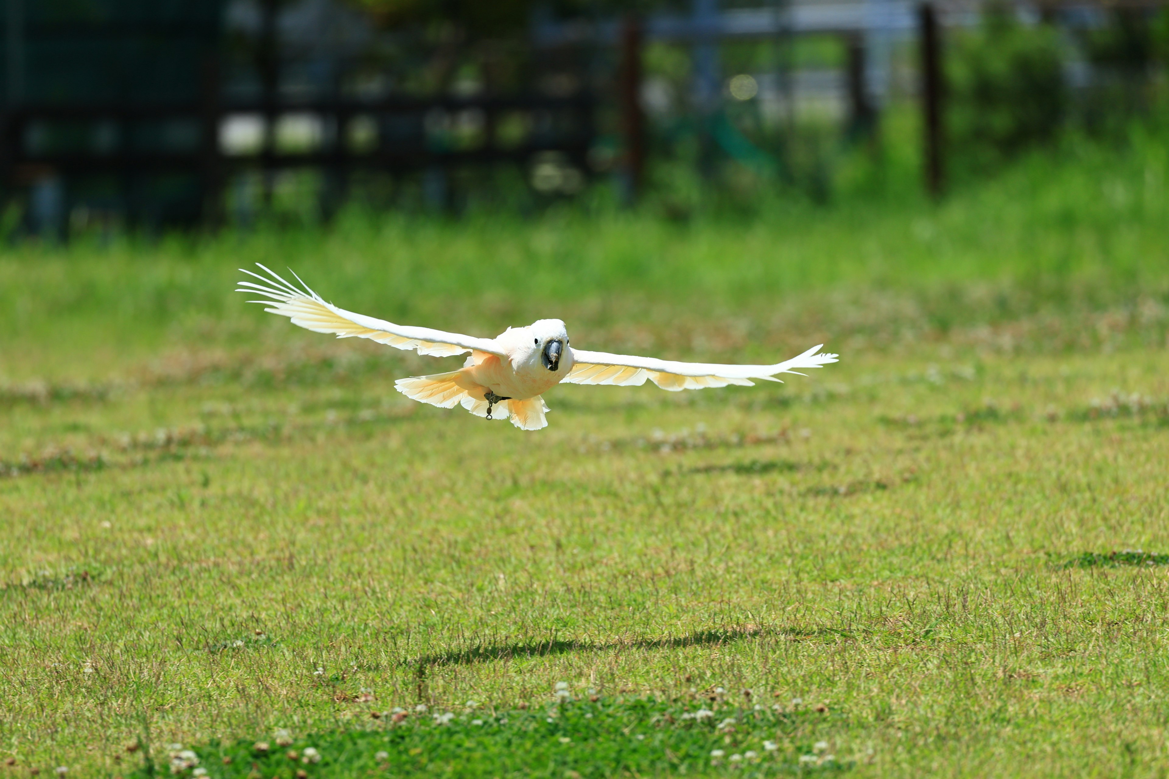 Un búho blanco volando sobre un campo de hierba verde bajo el sol