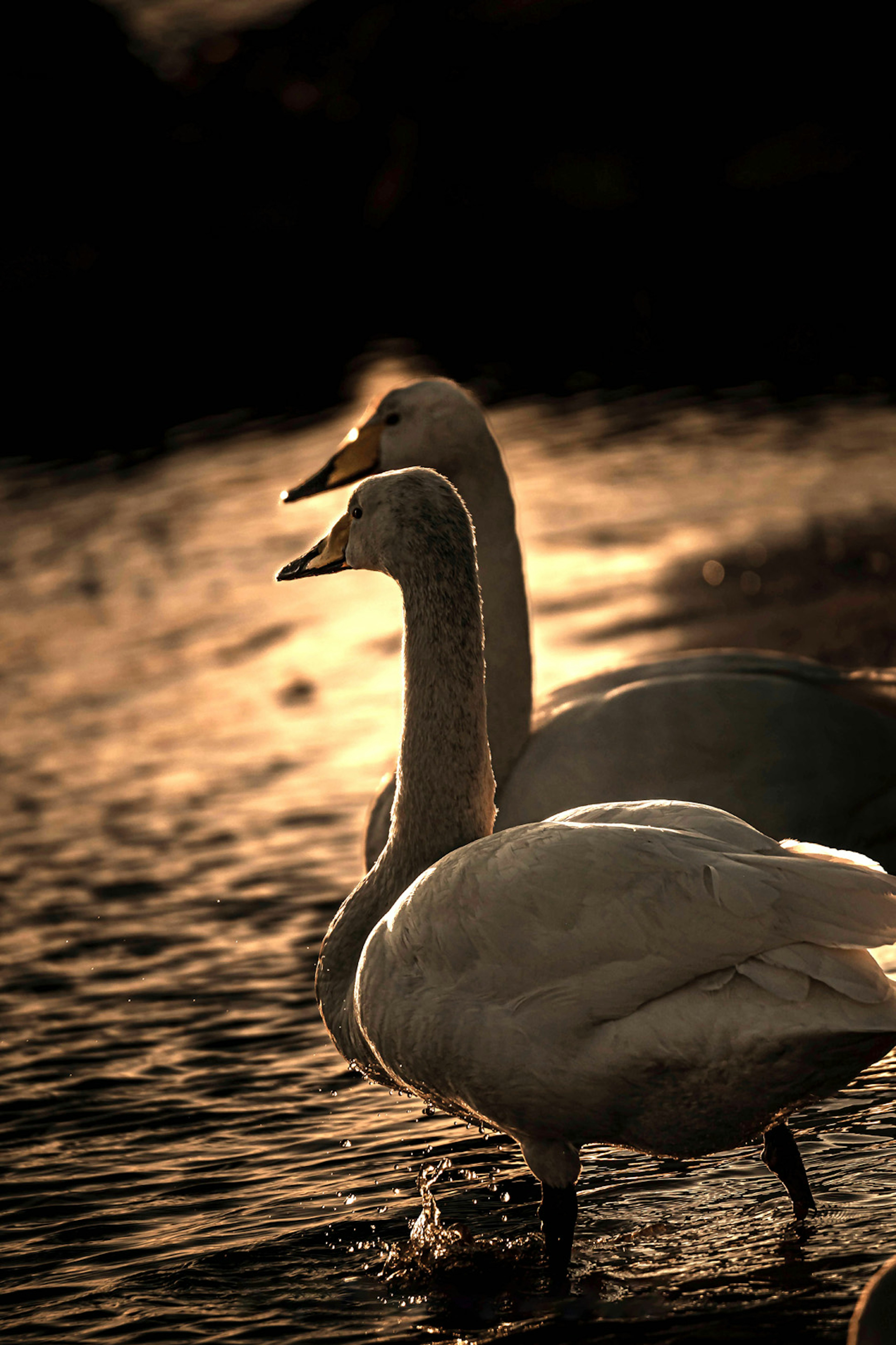 Siluetas de cisnes contra un fondo de atardecer