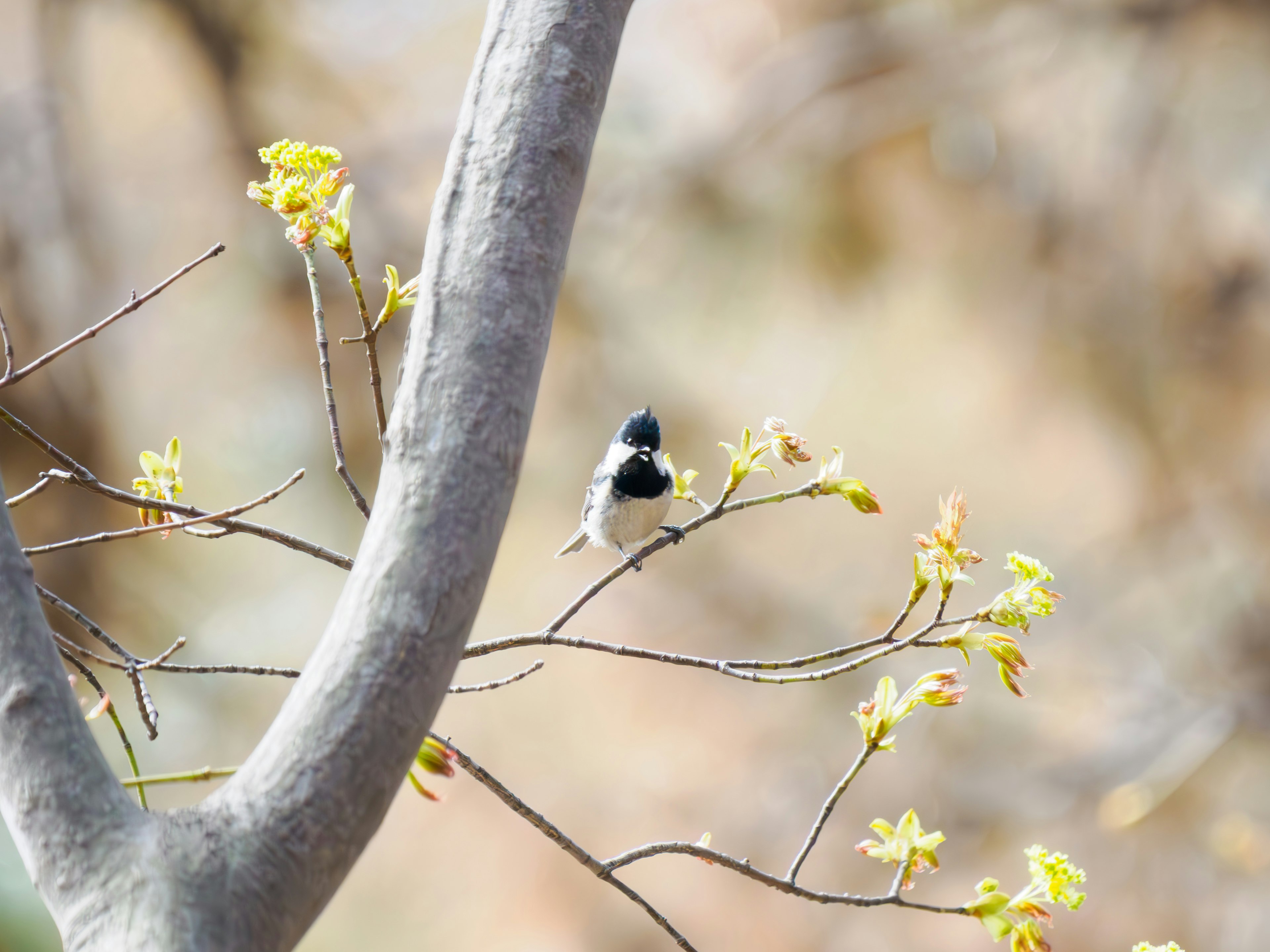 Un petit oiseau perché sur une branche avec de nouvelles feuilles