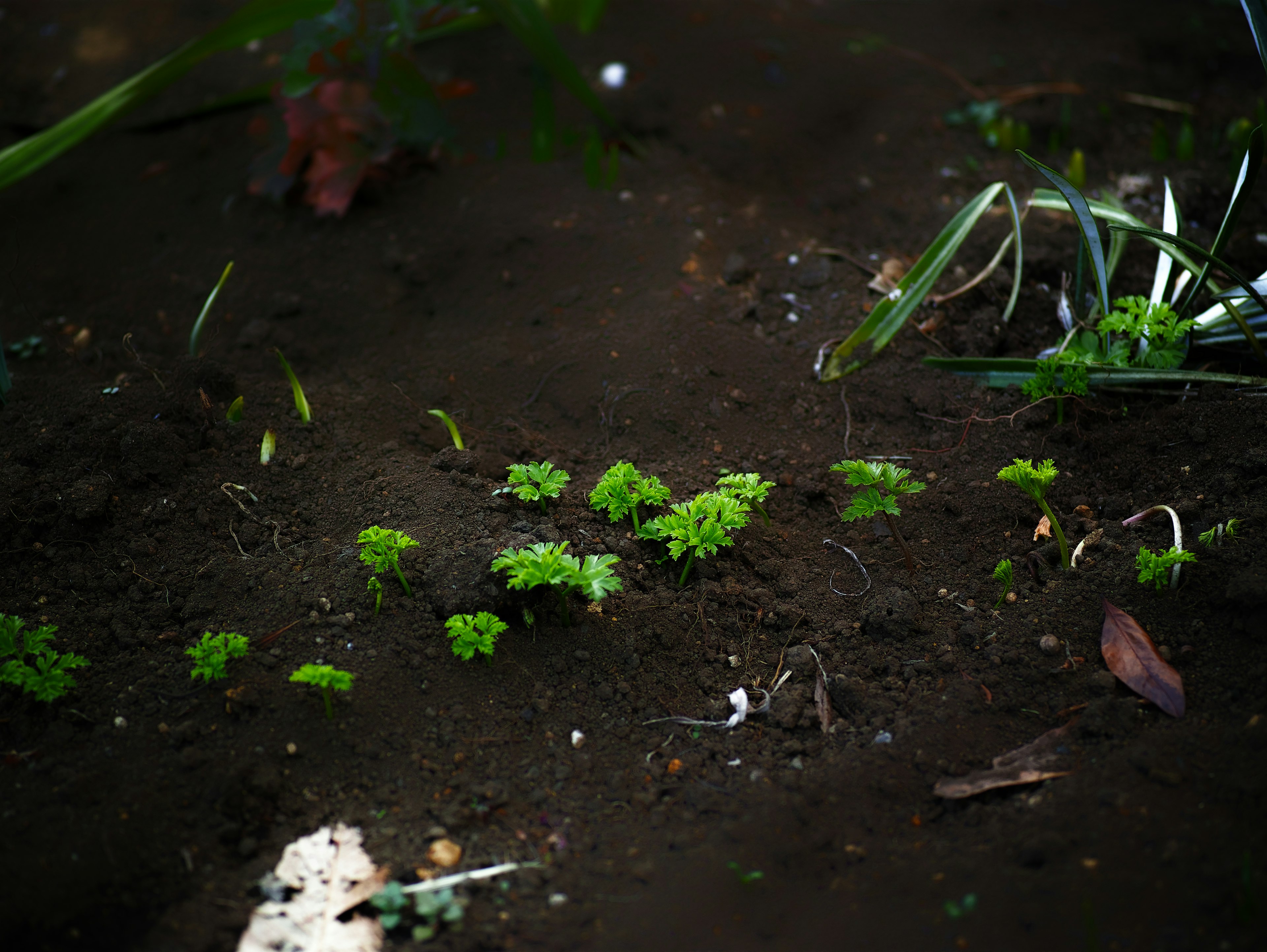 Small green leaves growing in dark soil with surrounding plants