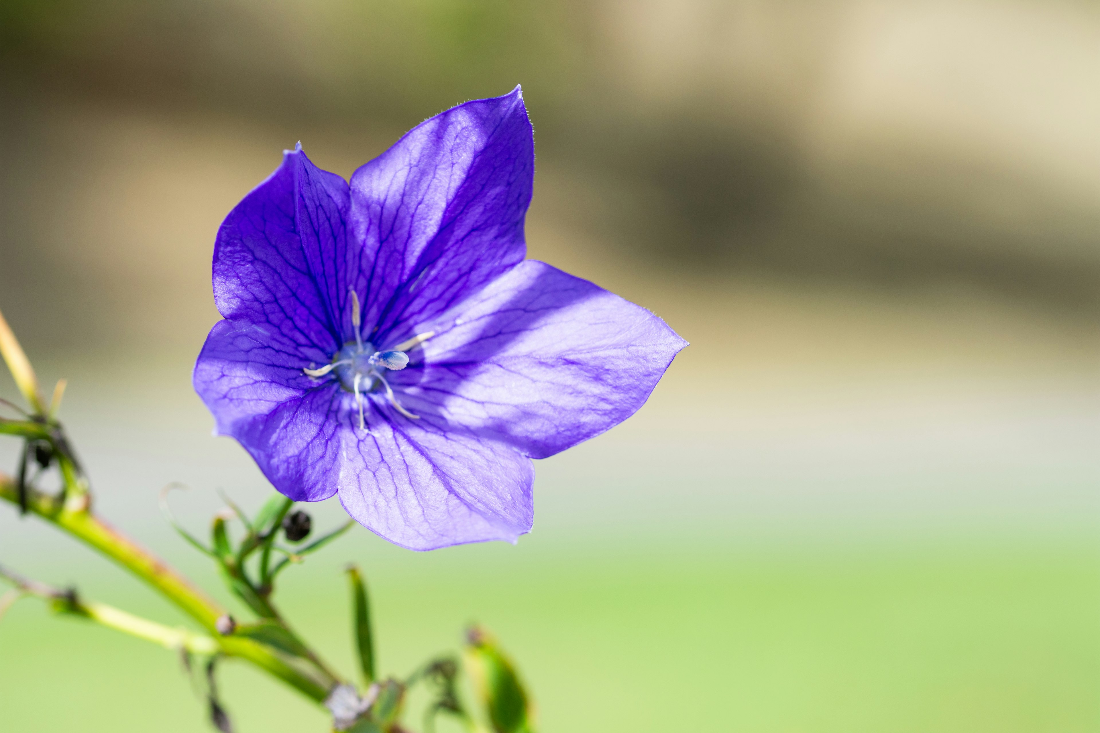 Nahaufnahme einer lebhaften lila Blume mit grünem Hintergrund