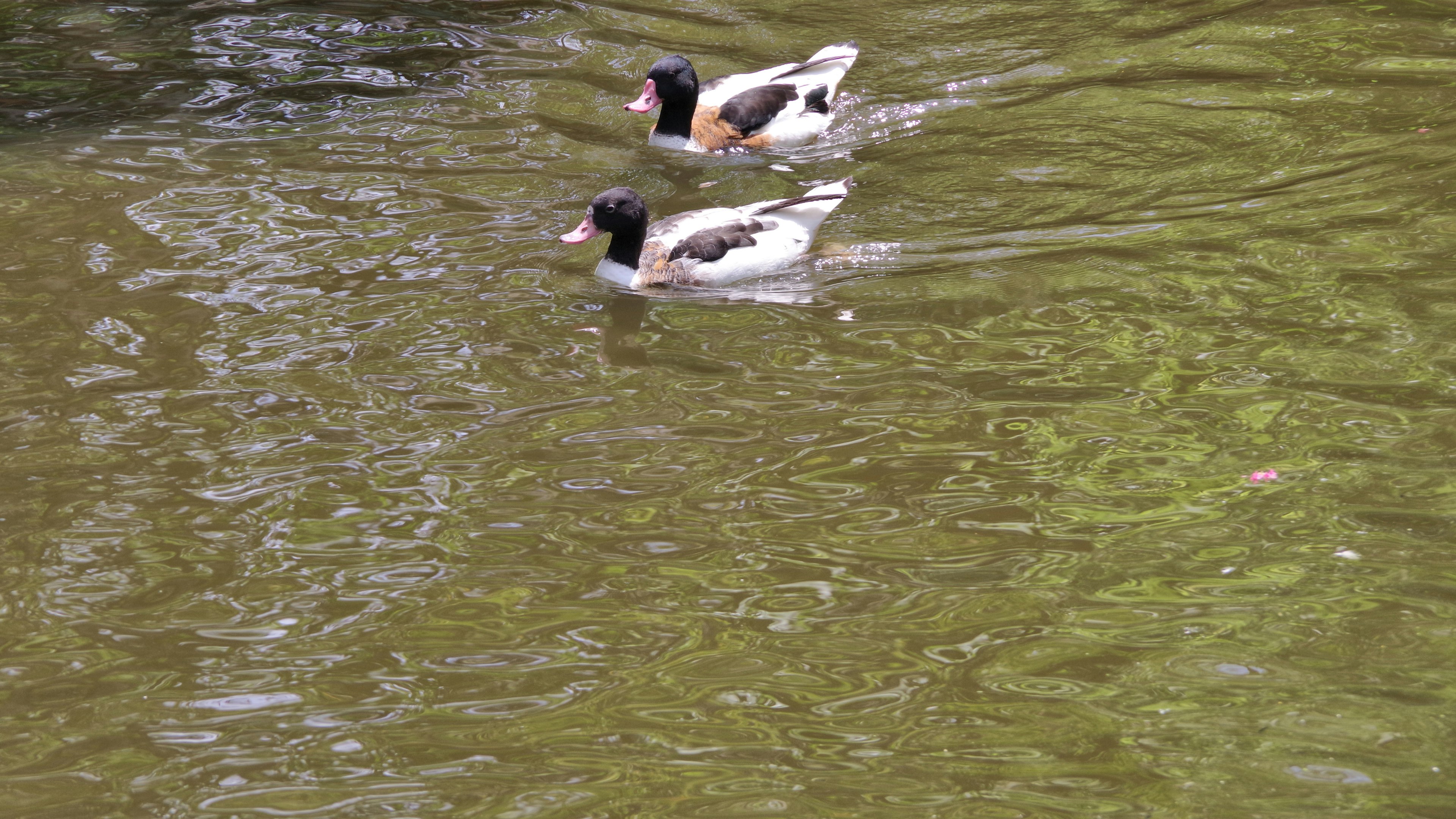 Zwei Enten schwimmen auf dem Wasser mit schwarz-weißen Federn