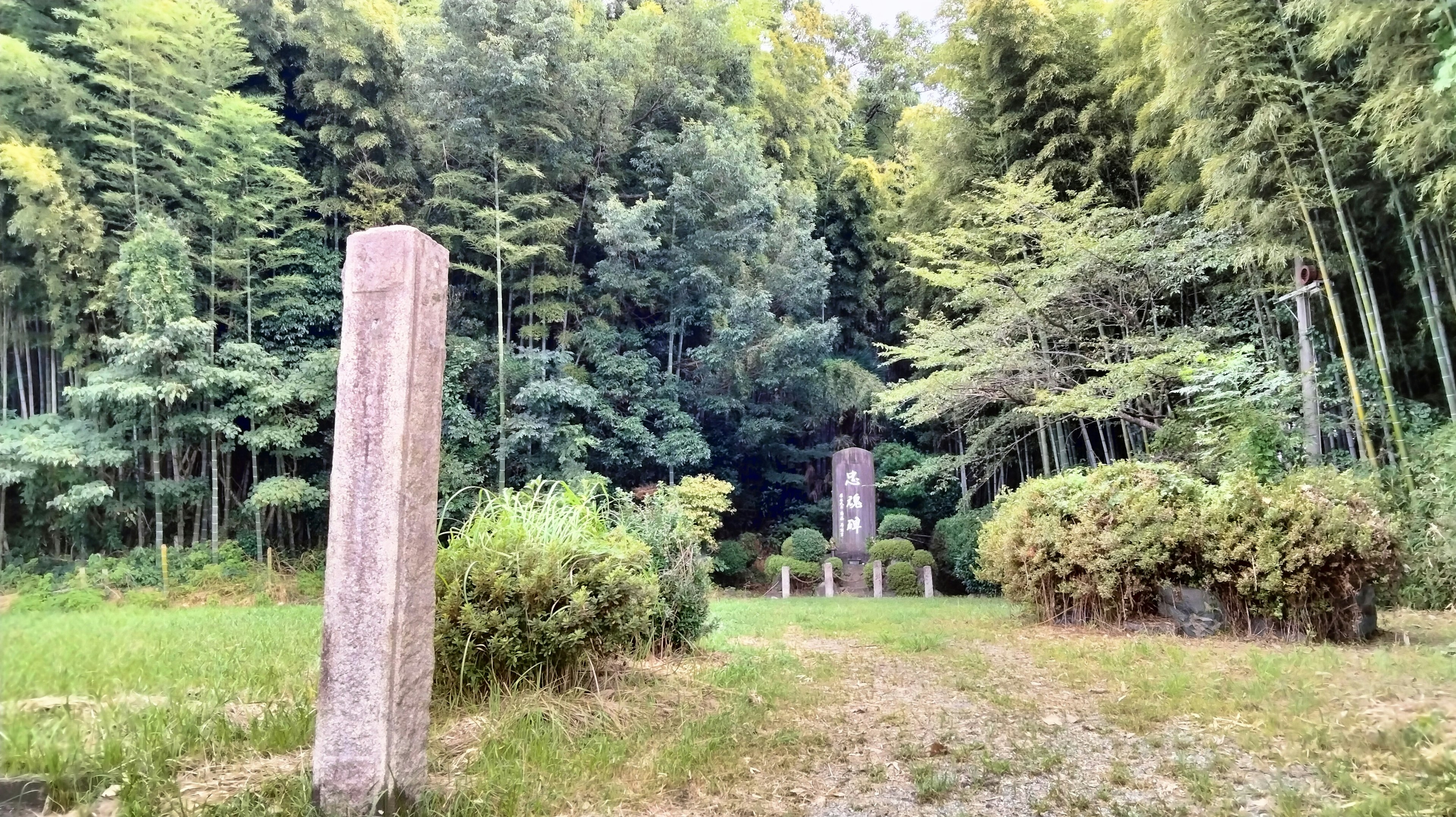 古老石碑被郁郁葱葱的竹林包围的风景