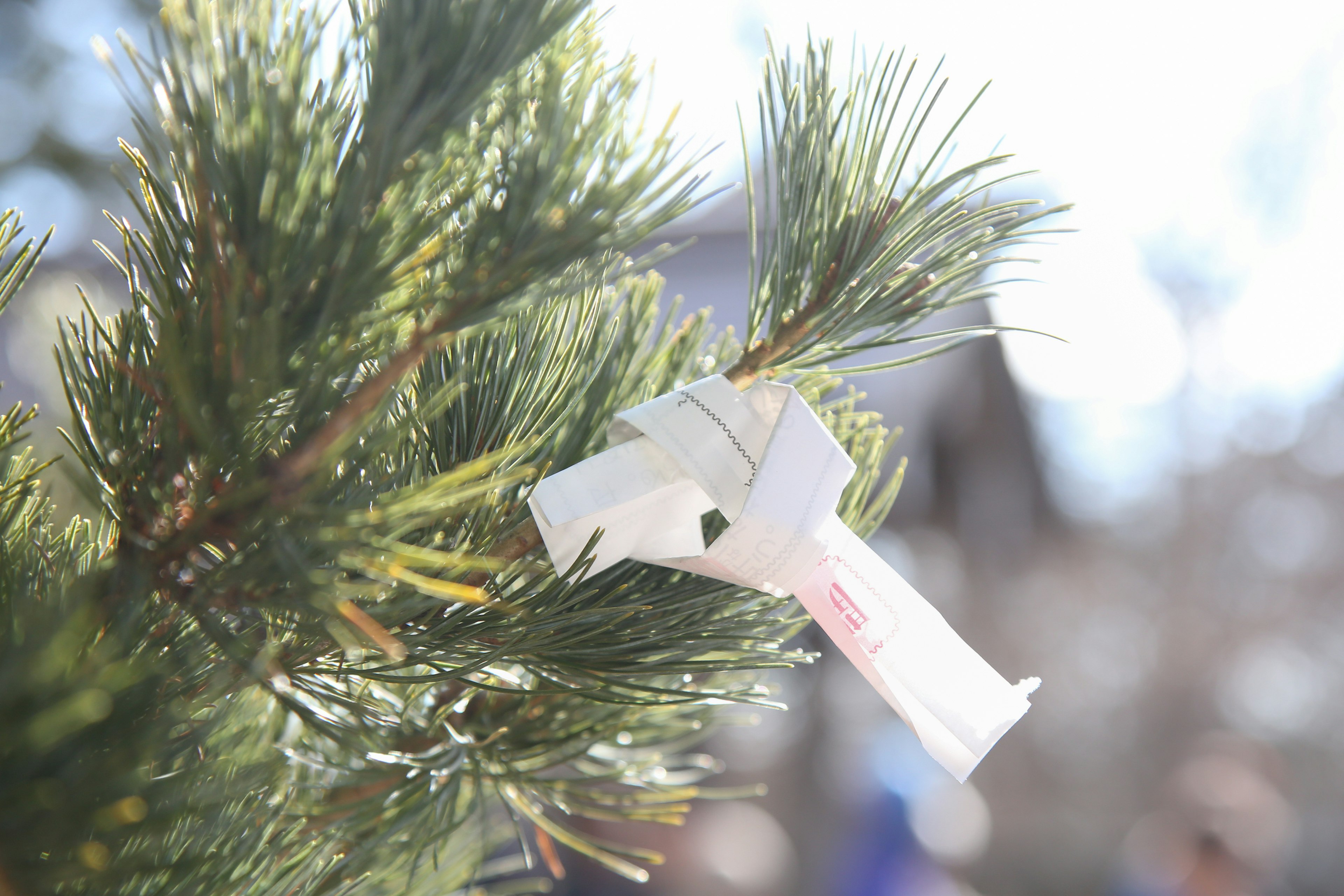 A white paper cross hanging on a green pine tree branch