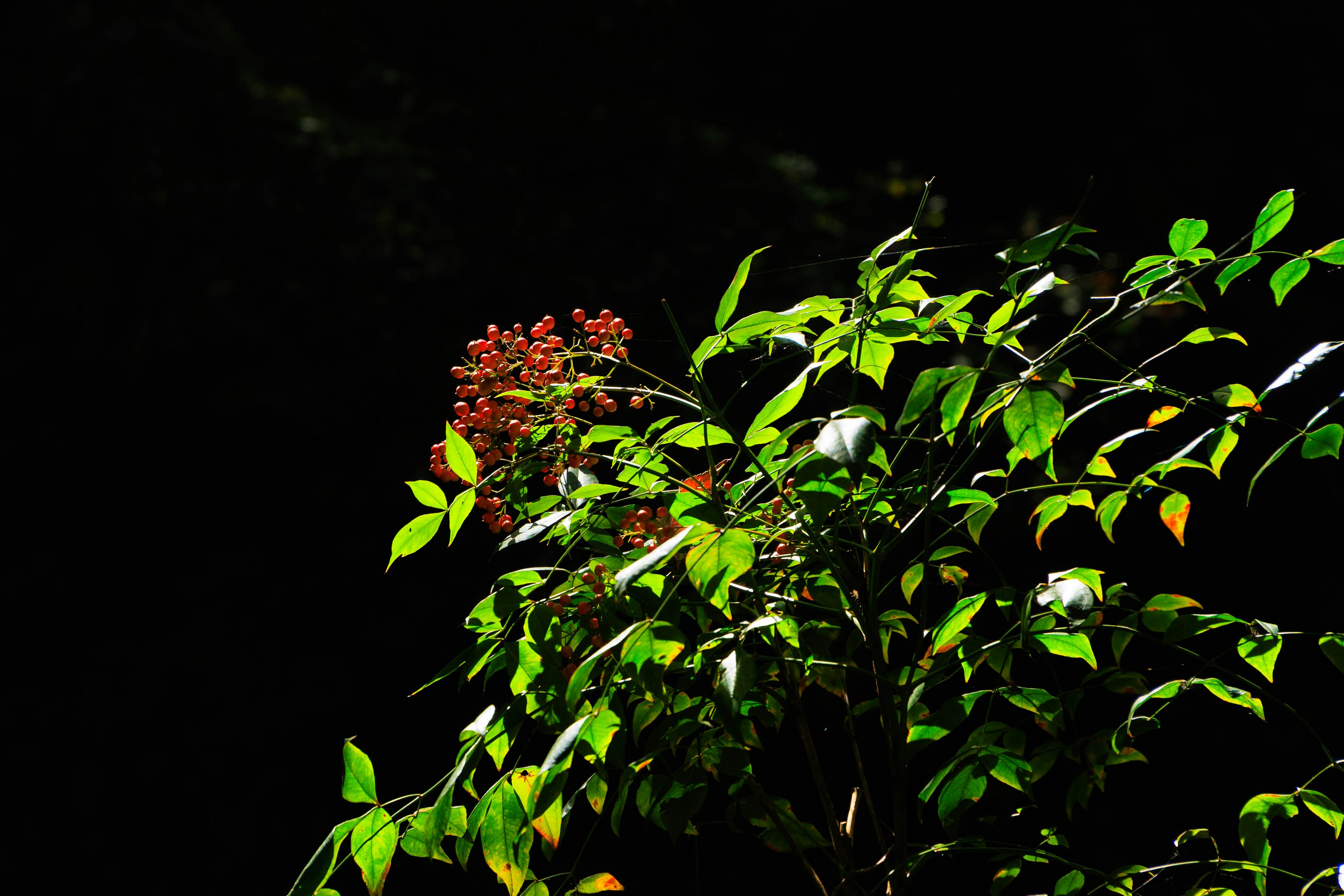 Una parte de un árbol con hojas verdes y bayas rojas sobre un fondo oscuro