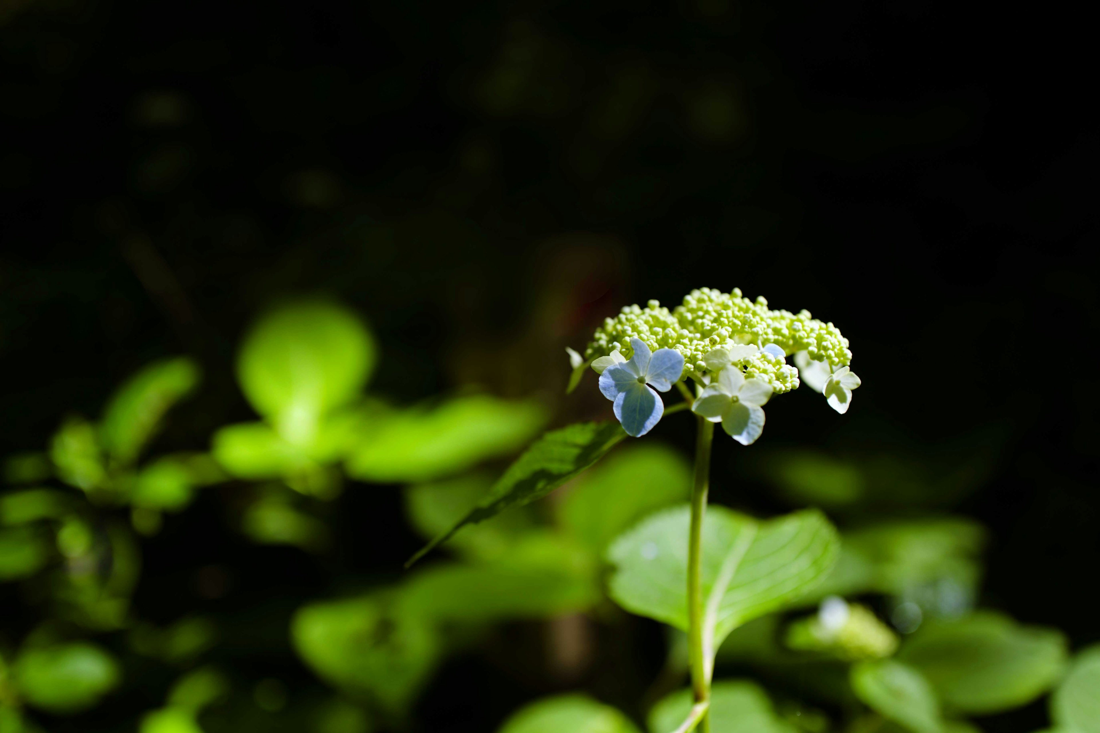 Une délicate fleur blanche fleurissant sur un fond vert éclatant