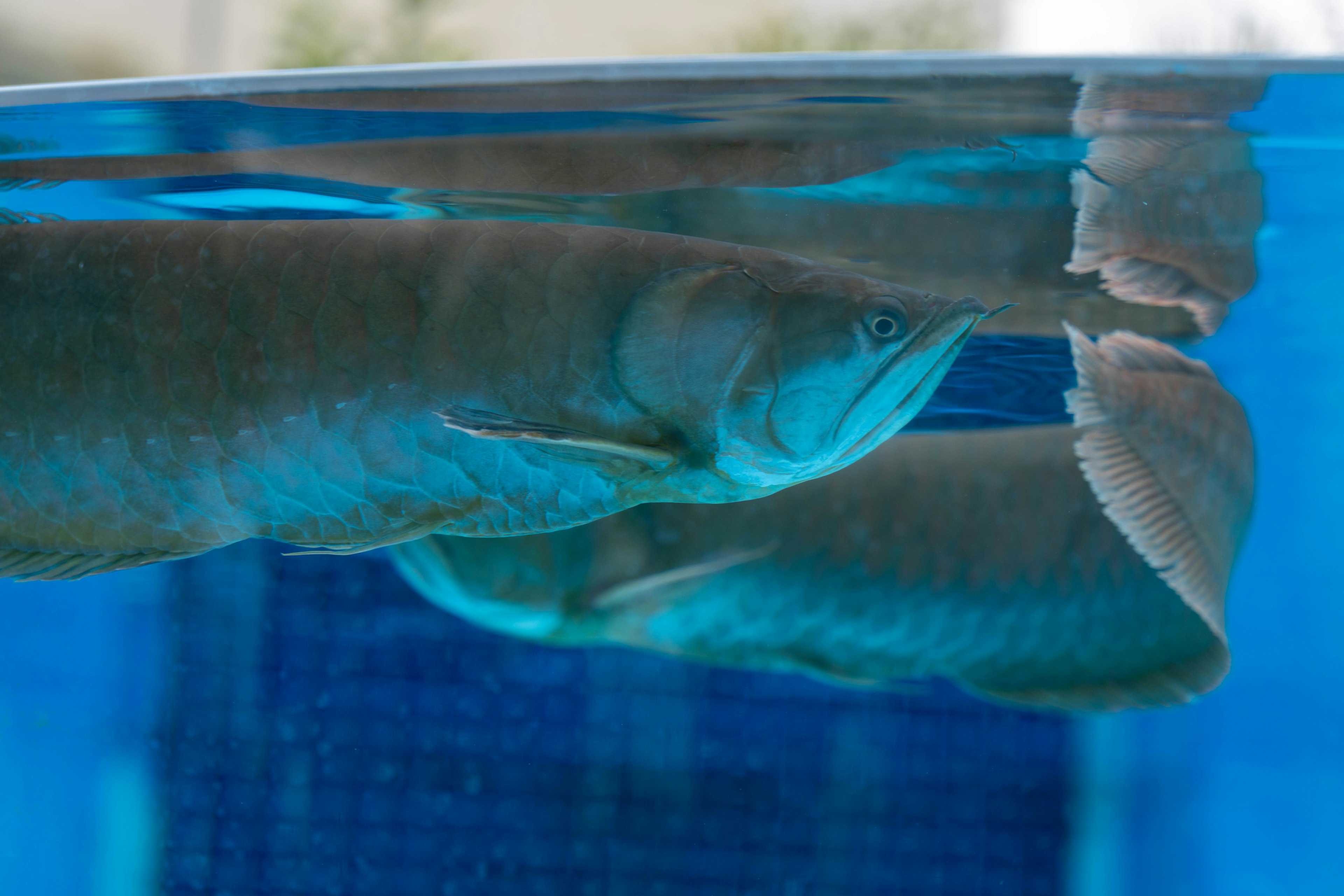 Ikan Arowana berenang di akuarium biru