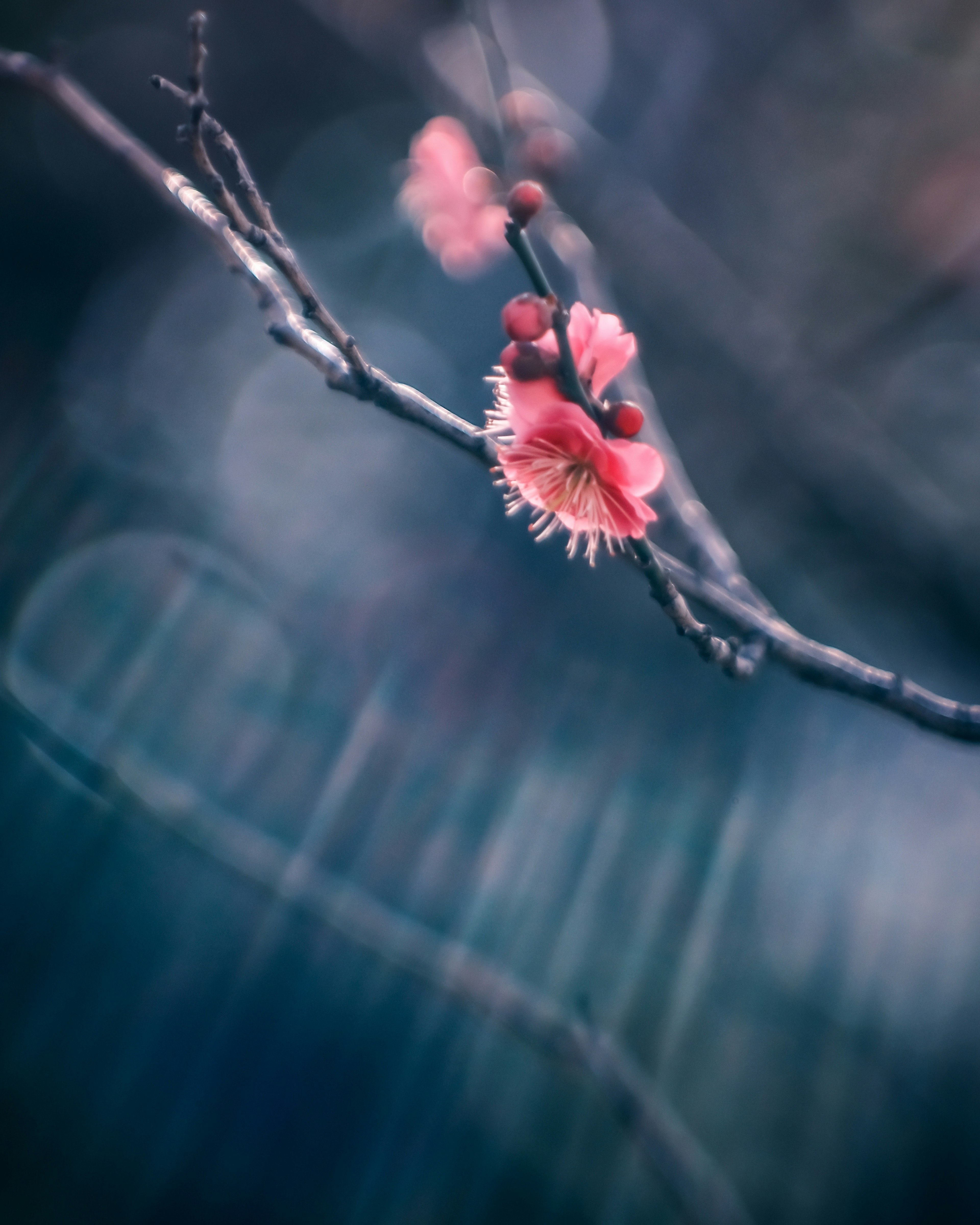 A branch with pink blossoms and buds against a soft blue background