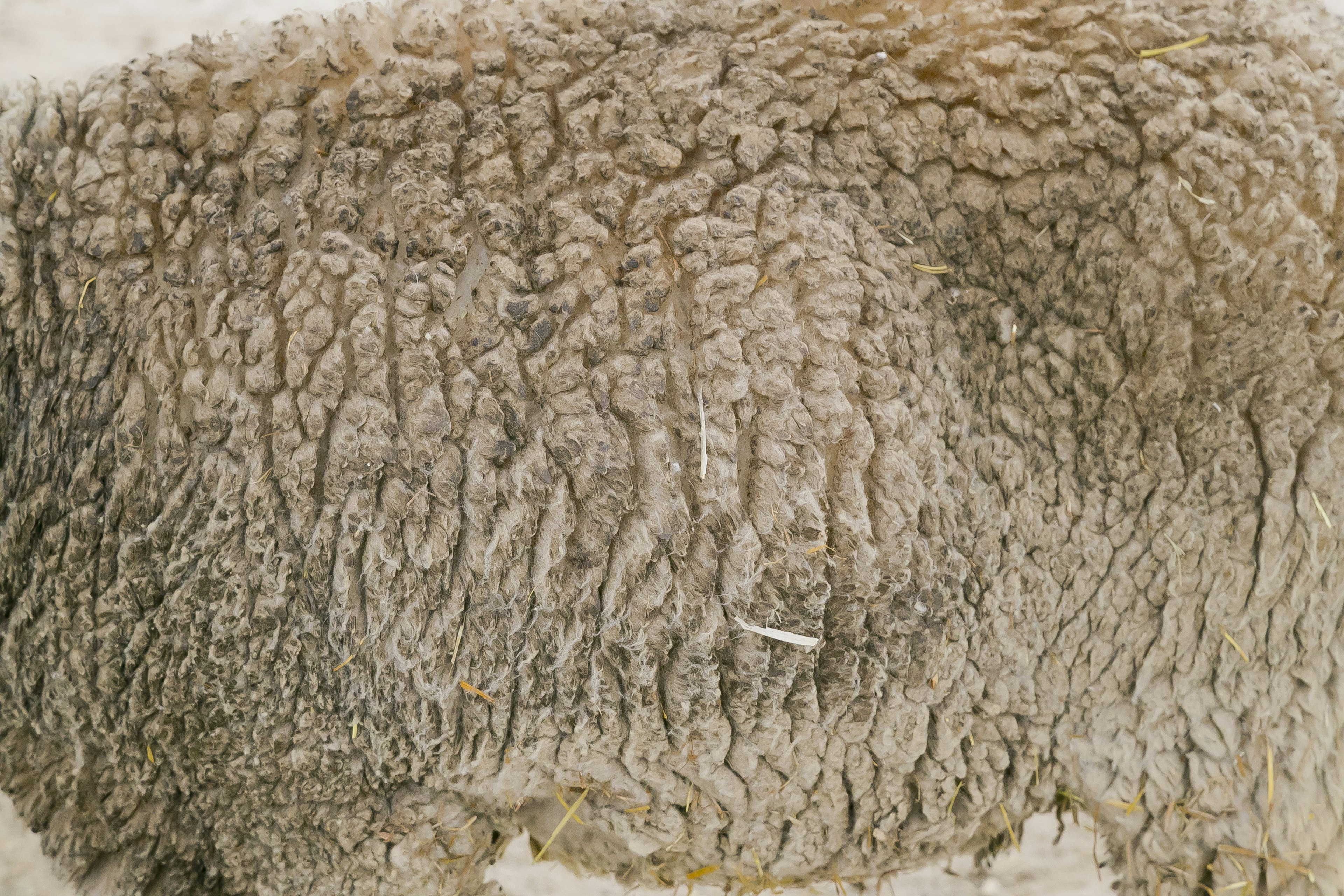 Close-up of sheep skin texture showing intricate patterns