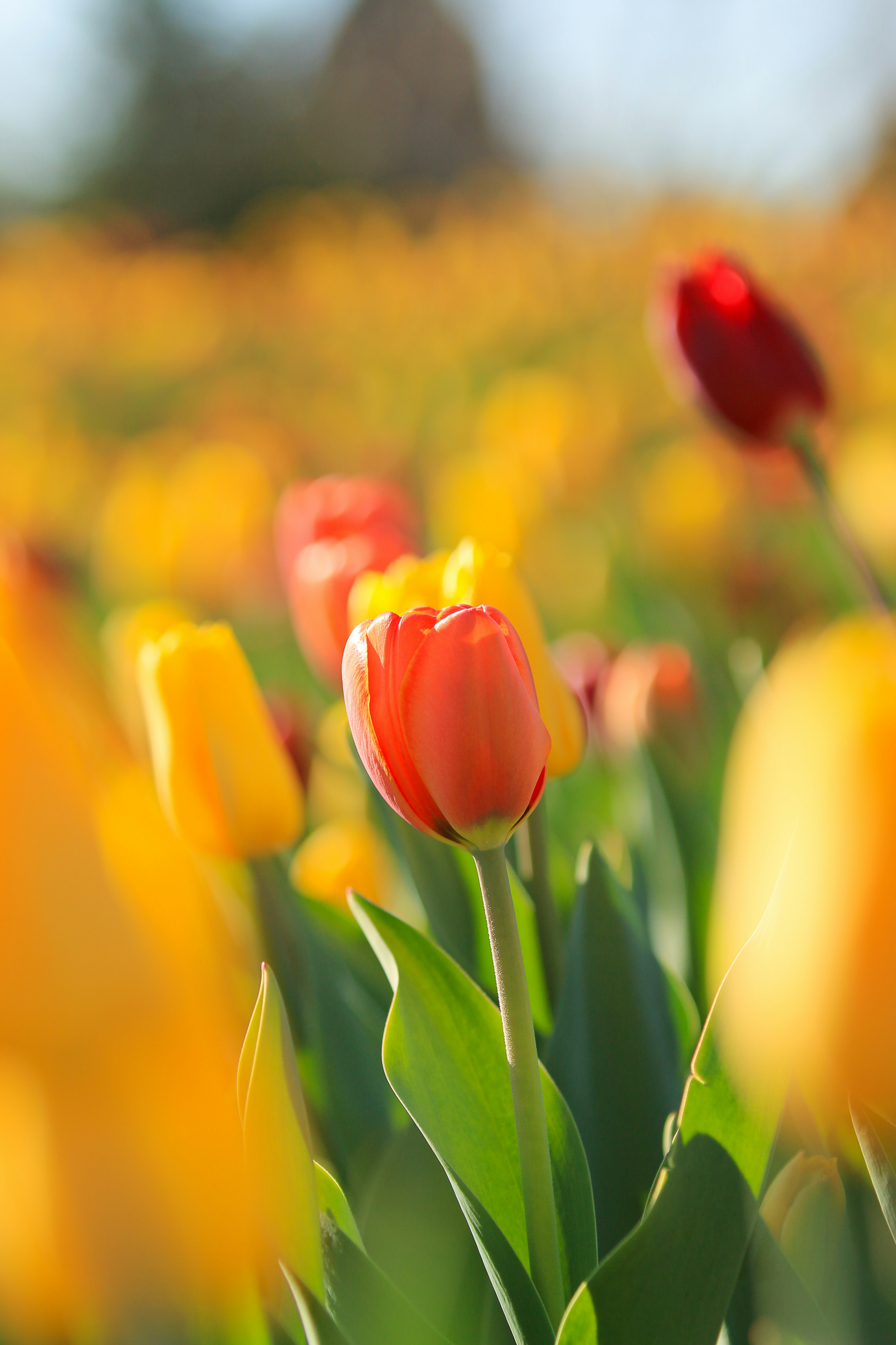 Tulip berwarna-warni di ladang bunga kuning dan oranye di fokus