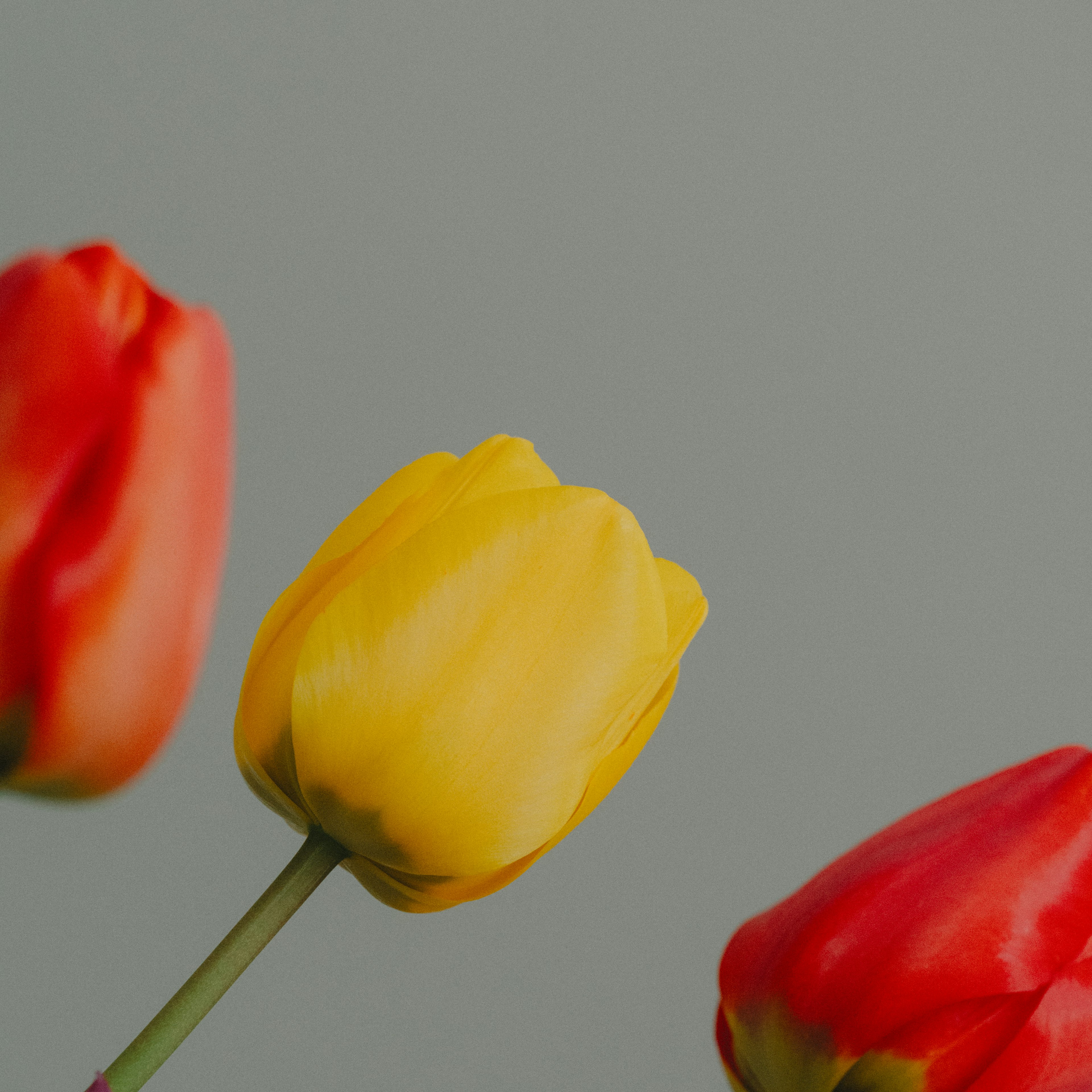 Tulip merah dan kuning di latar belakang lembut