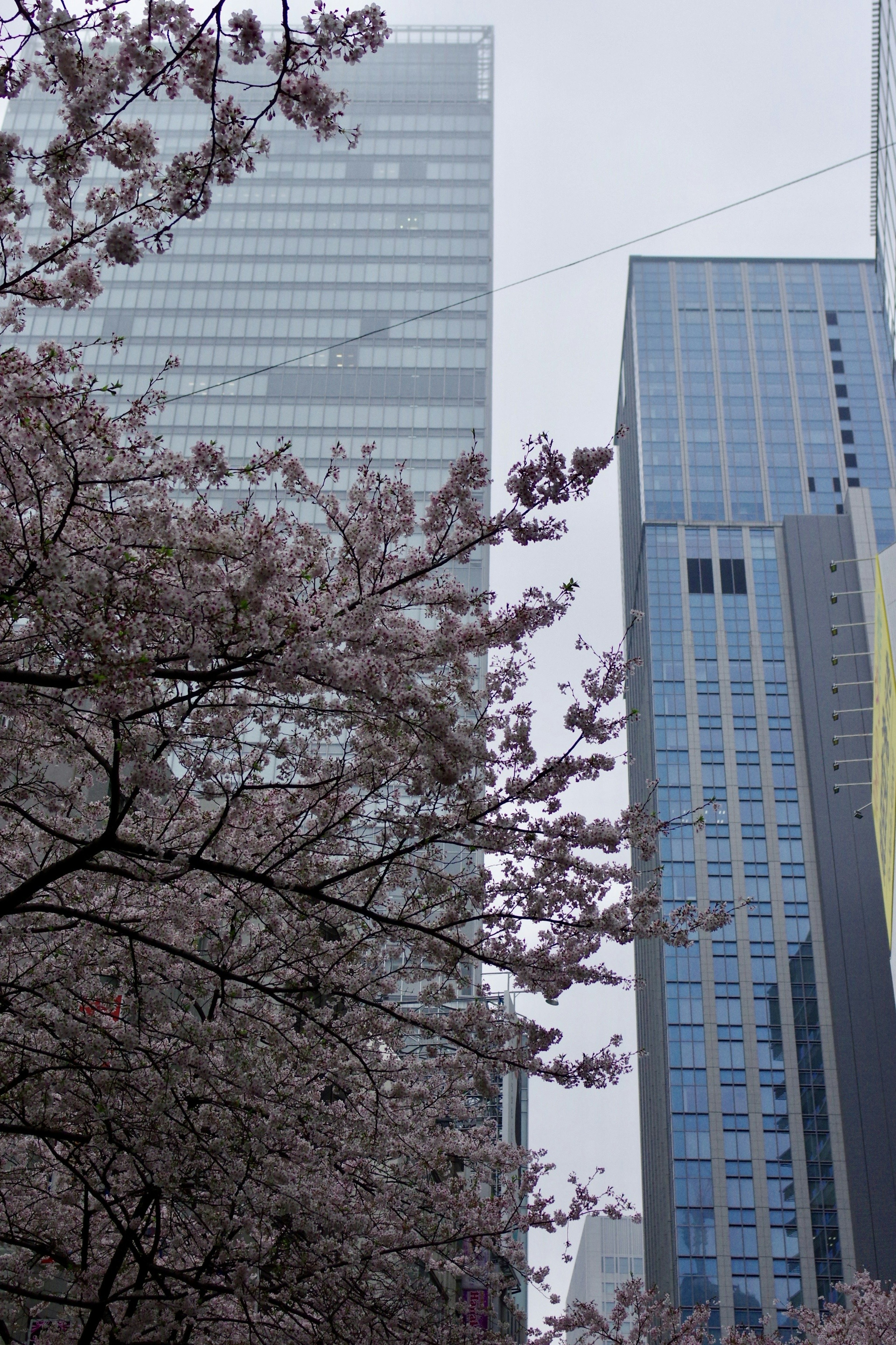 Pemandangan jalan dengan bunga sakura dan gedung pencakar langit