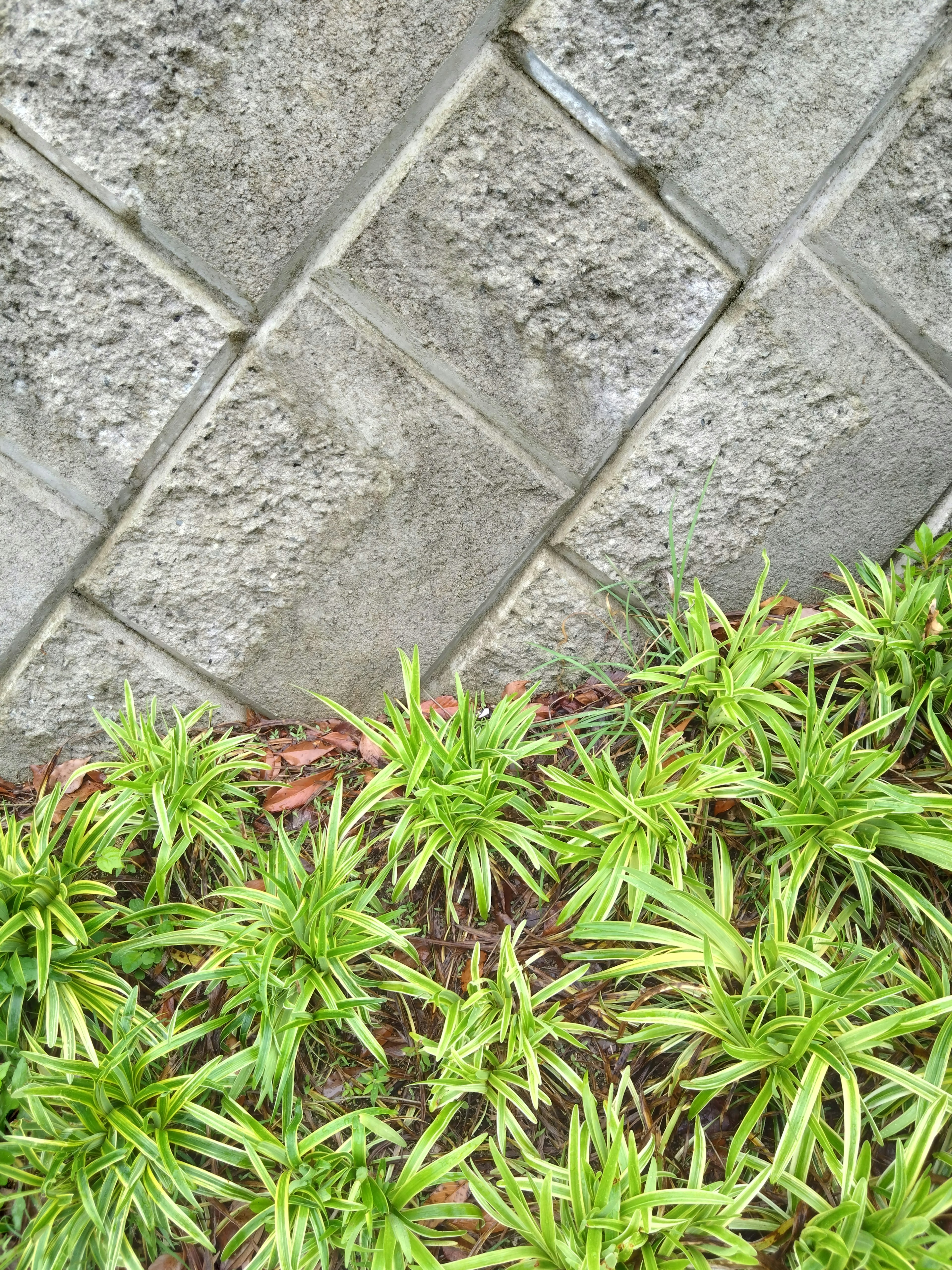 Rumput hijau yang kontras dengan dinding beton yang bercorak