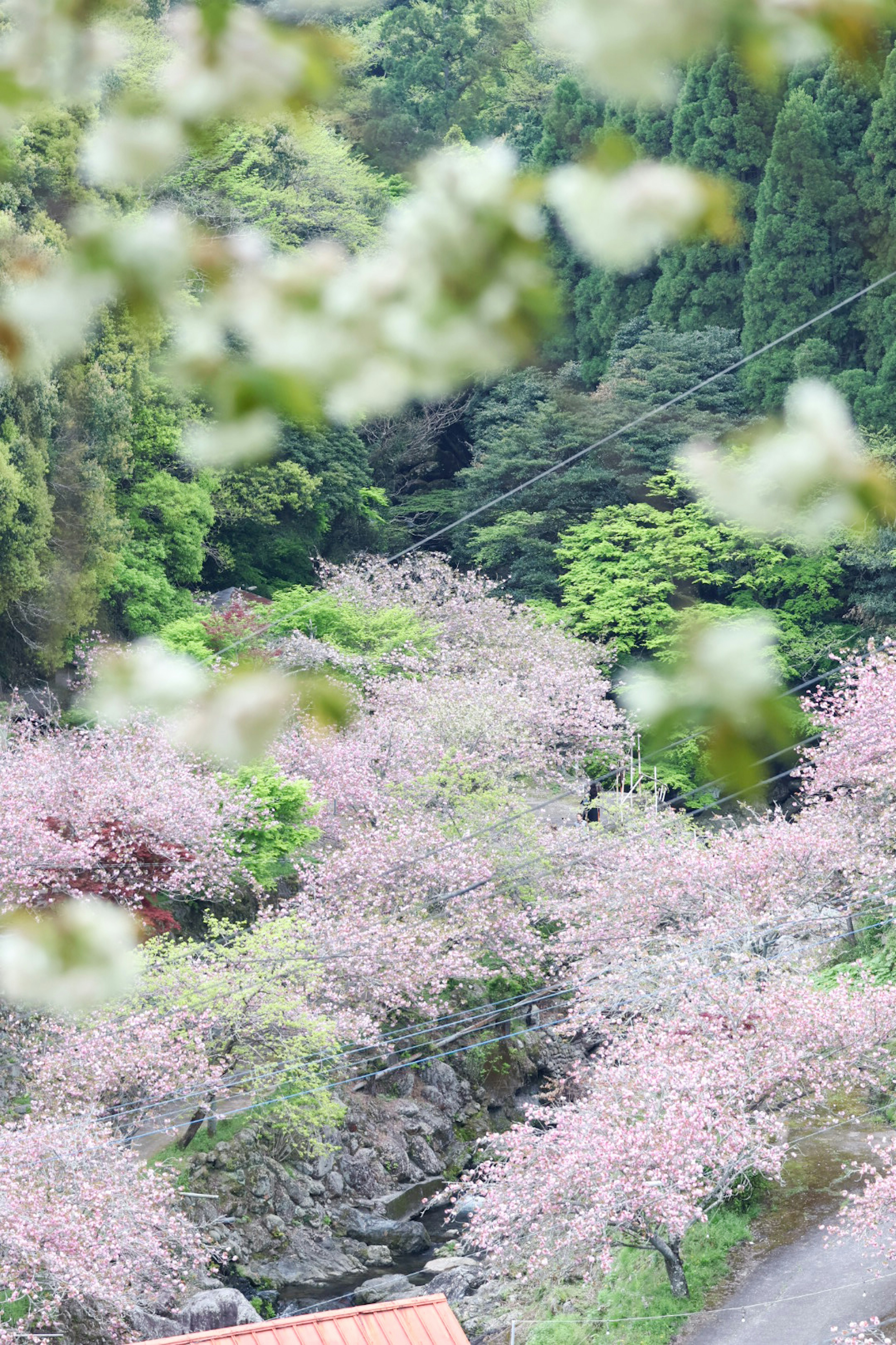 緑豊かな山の間に広がる桜の花が咲いている渓谷の風景