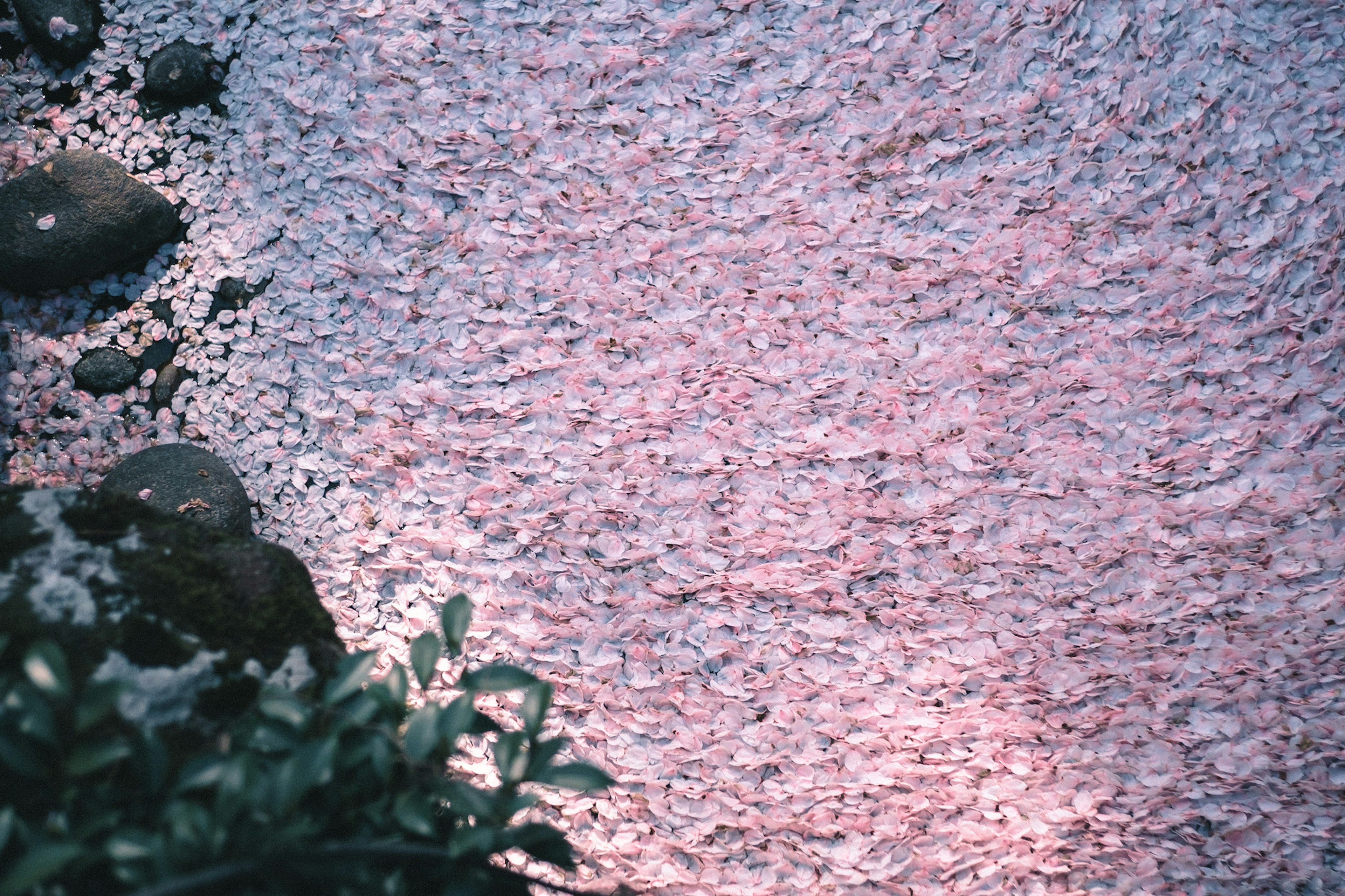 樱花瓣覆盖水面，石头和植物的宁静场景