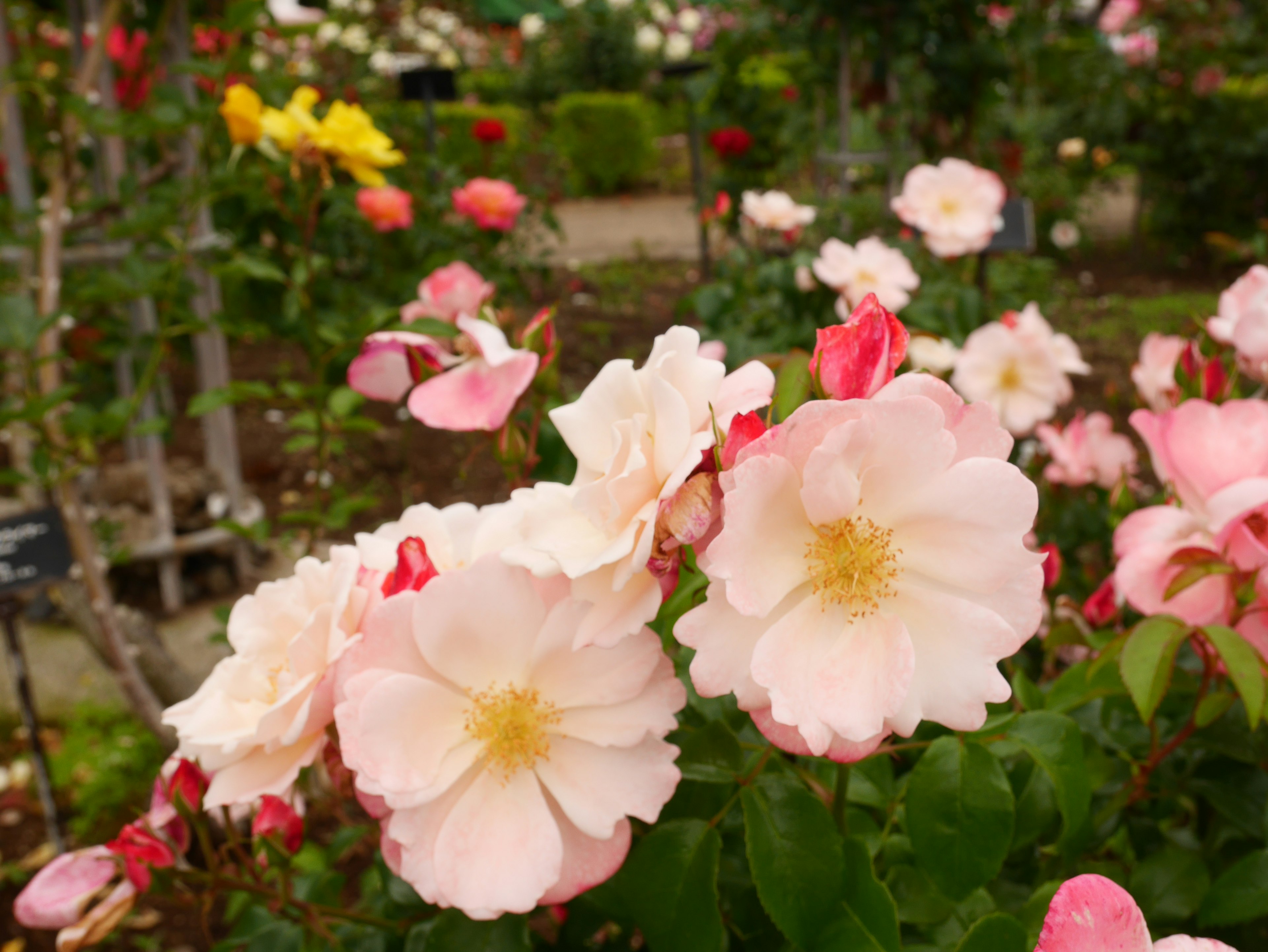 淡いピンクの花が咲く庭の様子