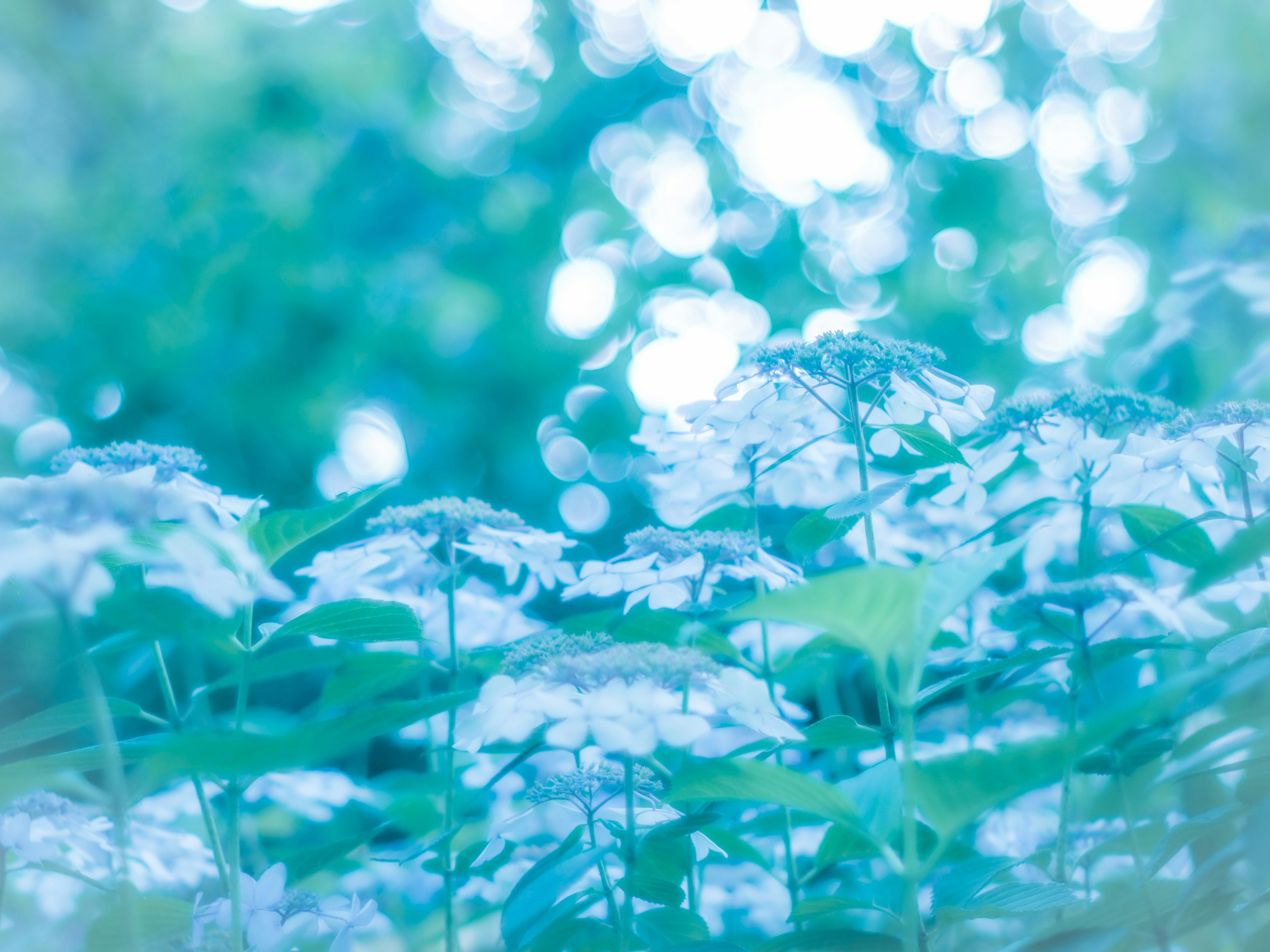 Verschwommene Aufnahme von weißen Blumen vor blauem Hintergrund