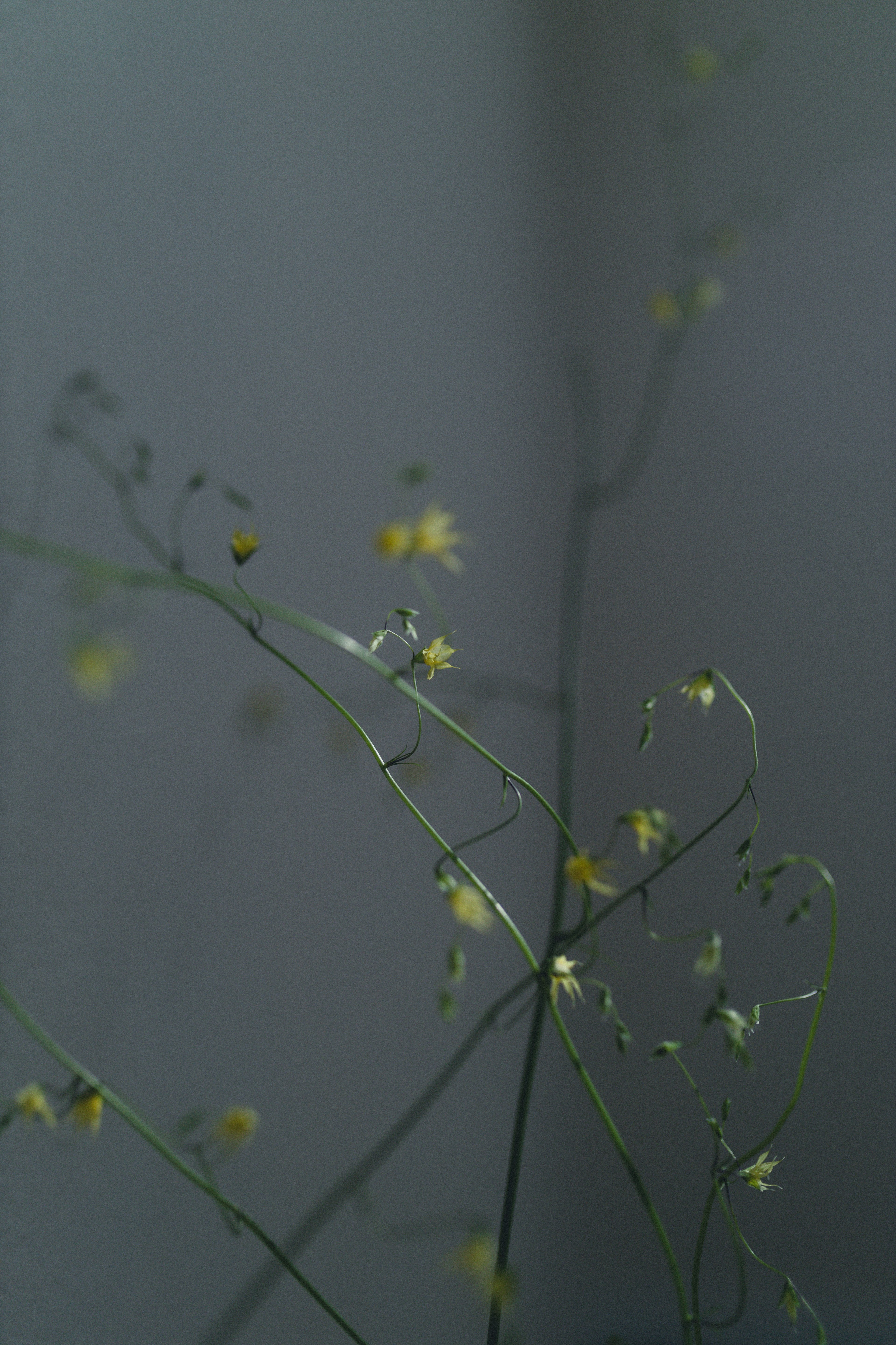 Zarte Pflanze mit dünnen Stängeln und kleinen gelben Blumen vor einem sanften Hintergrund